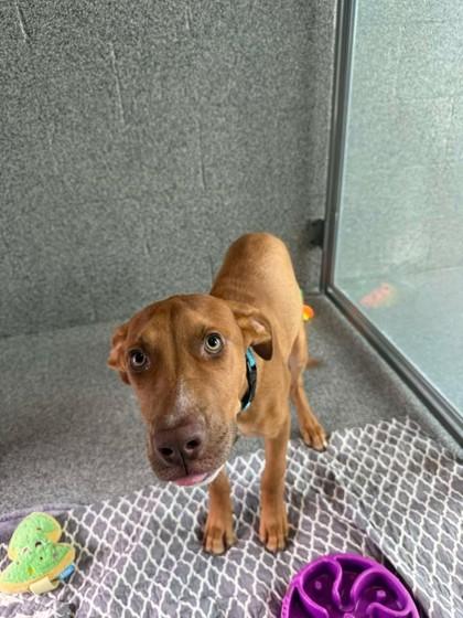 Nate, ADOPTABLE, Young Male Mixed Breed.