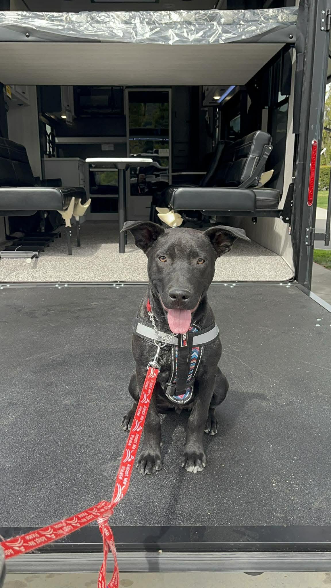 Baker, an adopted mixed breed in Temecula, CA image 5/6