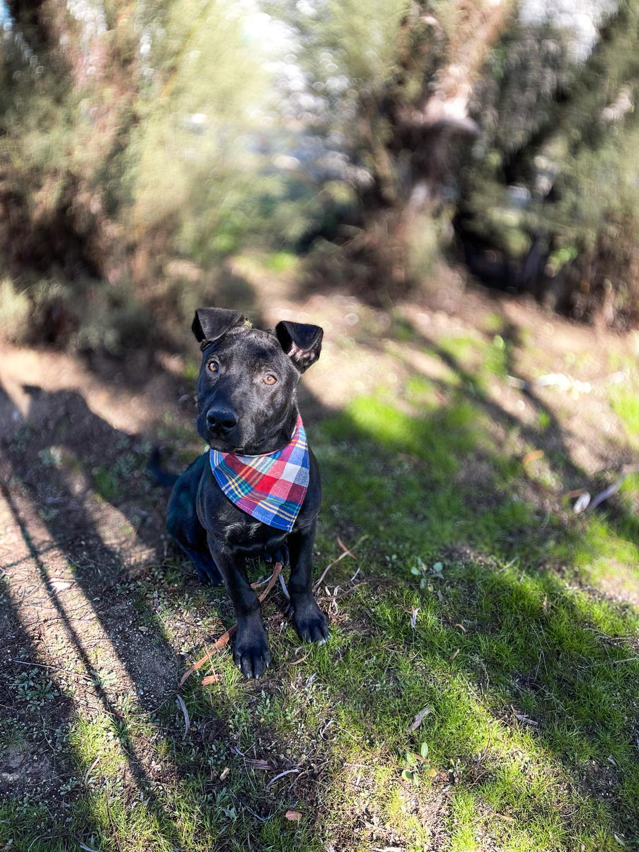 Enlarge Baker, an adoptable mixed breed in Temecula, CA image 5/6