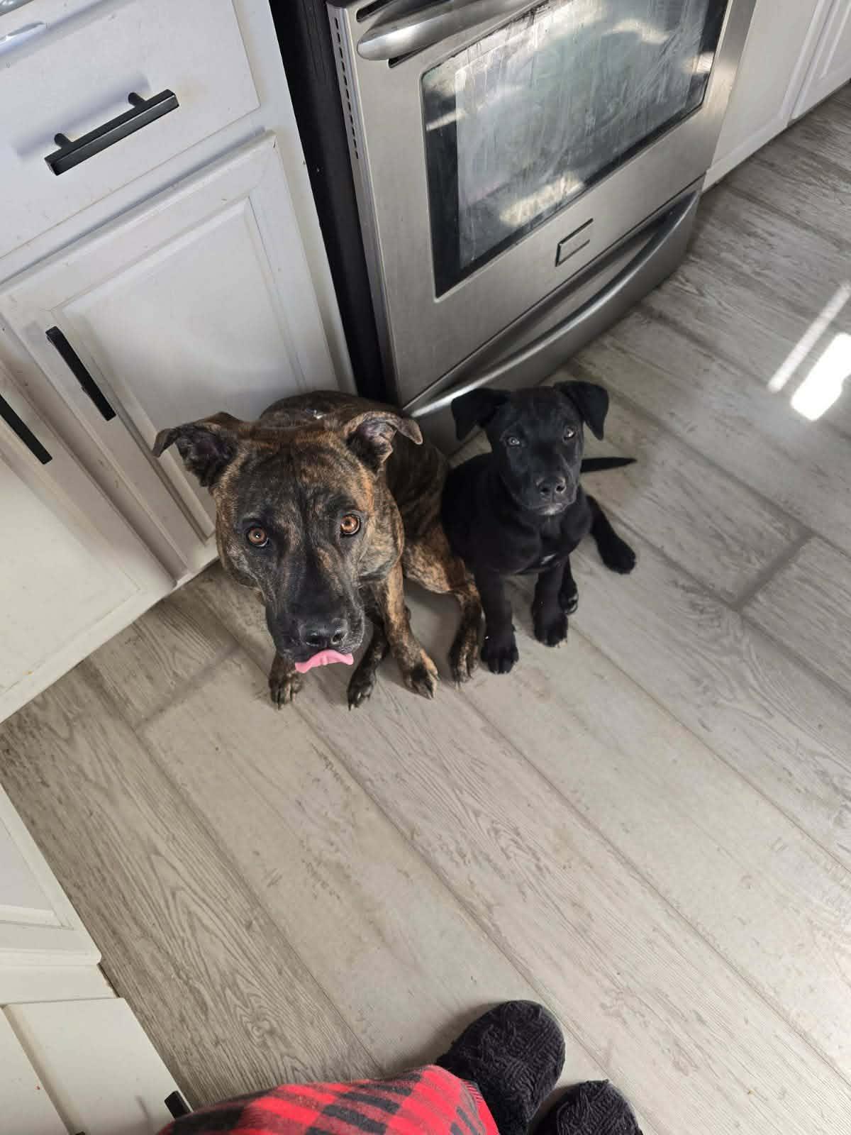 Enlarge Baker, an adoptable mixed breed in Temecula, CA image 4/6