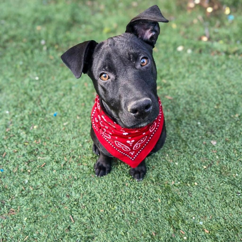 Enlarge Baker, an adoptable mixed breed in Temecula, CA image 2/6