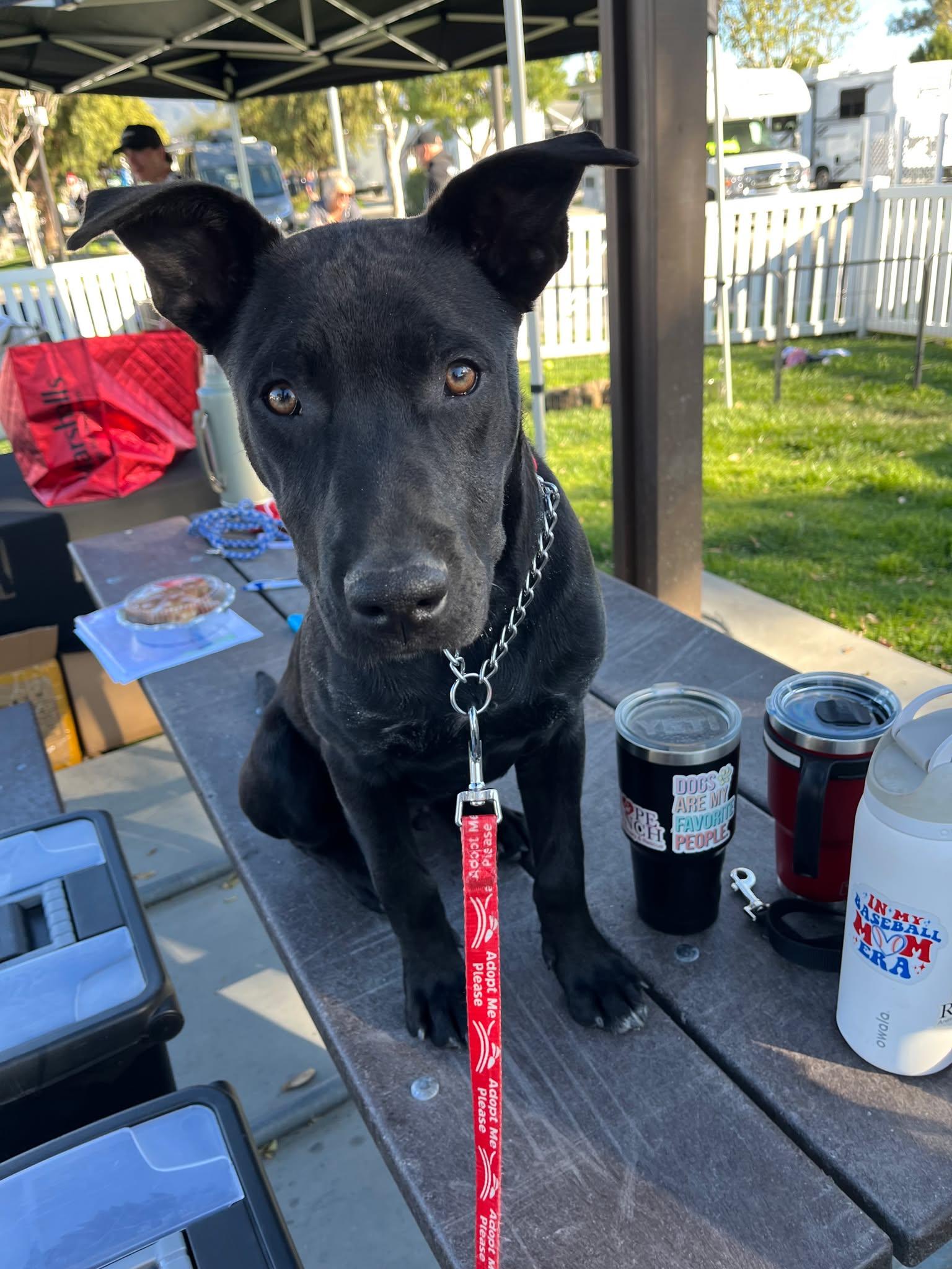 Baker, an adopted mixed breed in Temecula, CA image 6/6