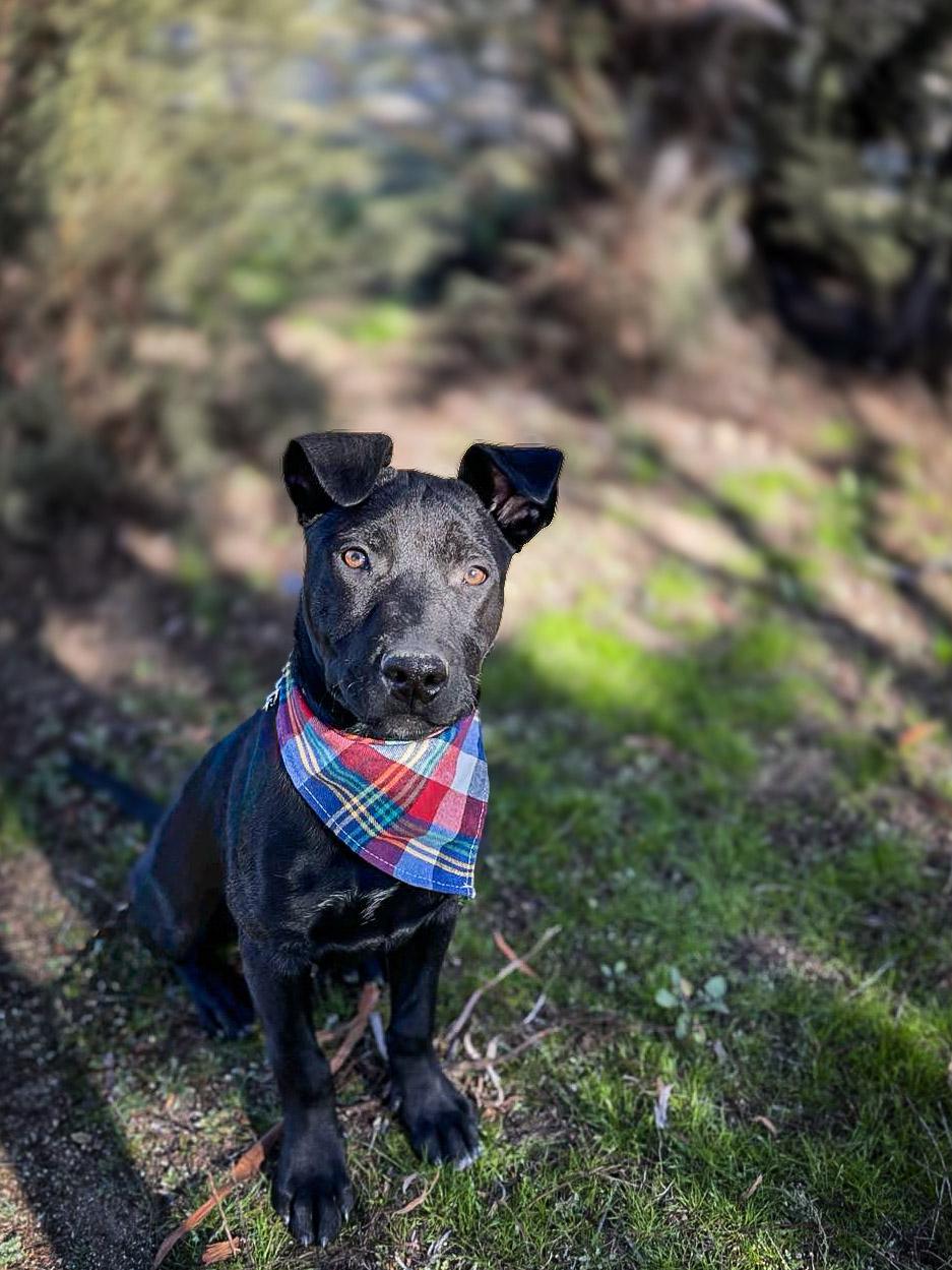Enlarge Baker, an adoptable mixed breed in Temecula, CA image 1/6