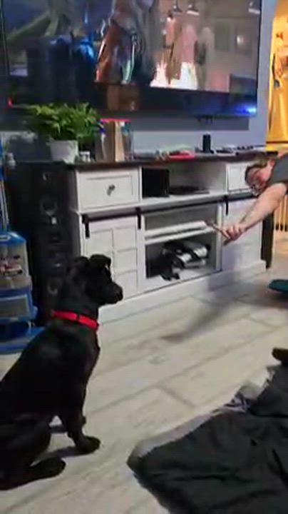 Enlarge Baker, an adoptable mixed breed in Temecula, CA video 3/6