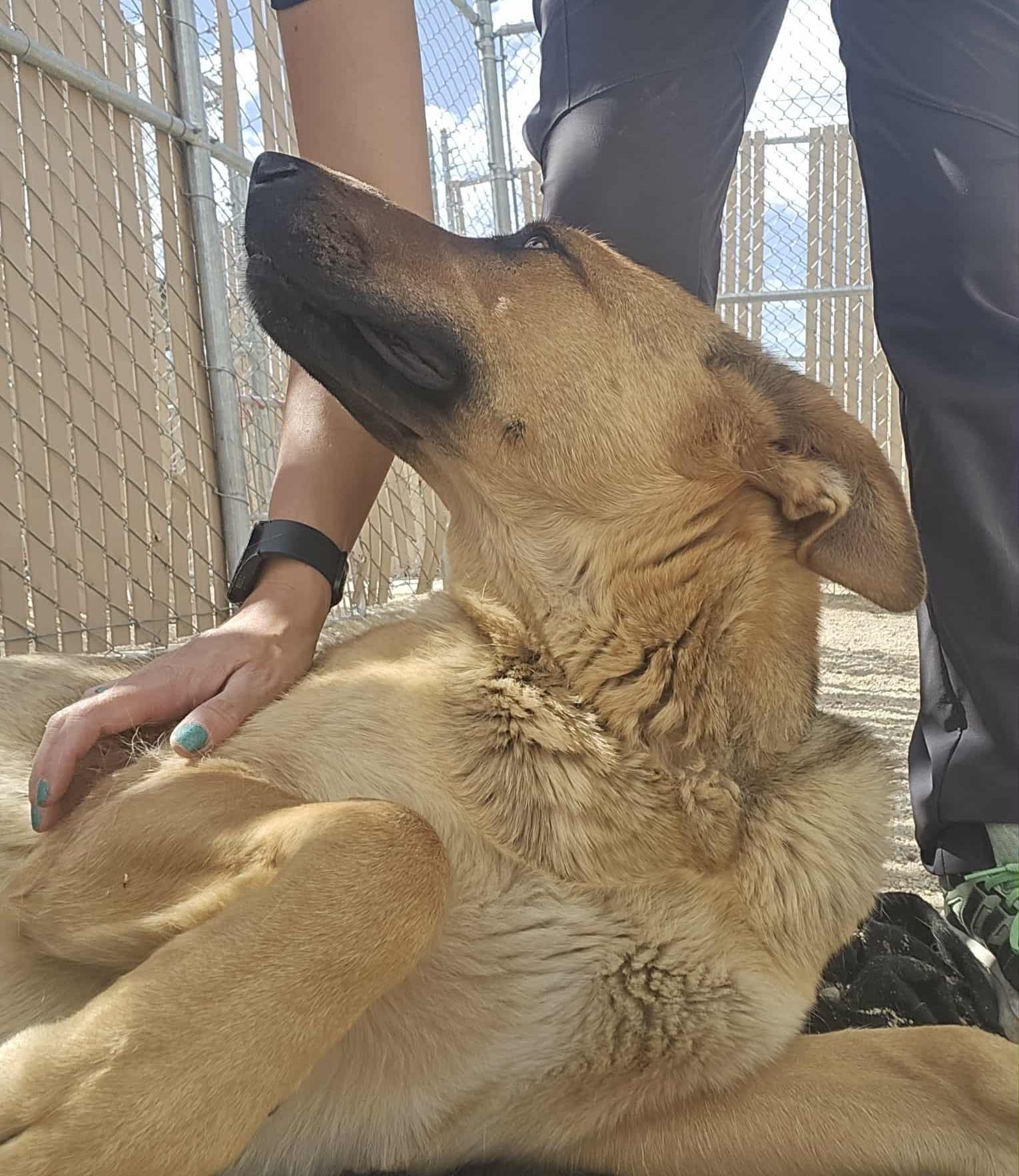 Enlarge Wanda, a Adoptable German Shepherd Dog in Silver Springs, NV image 1/6