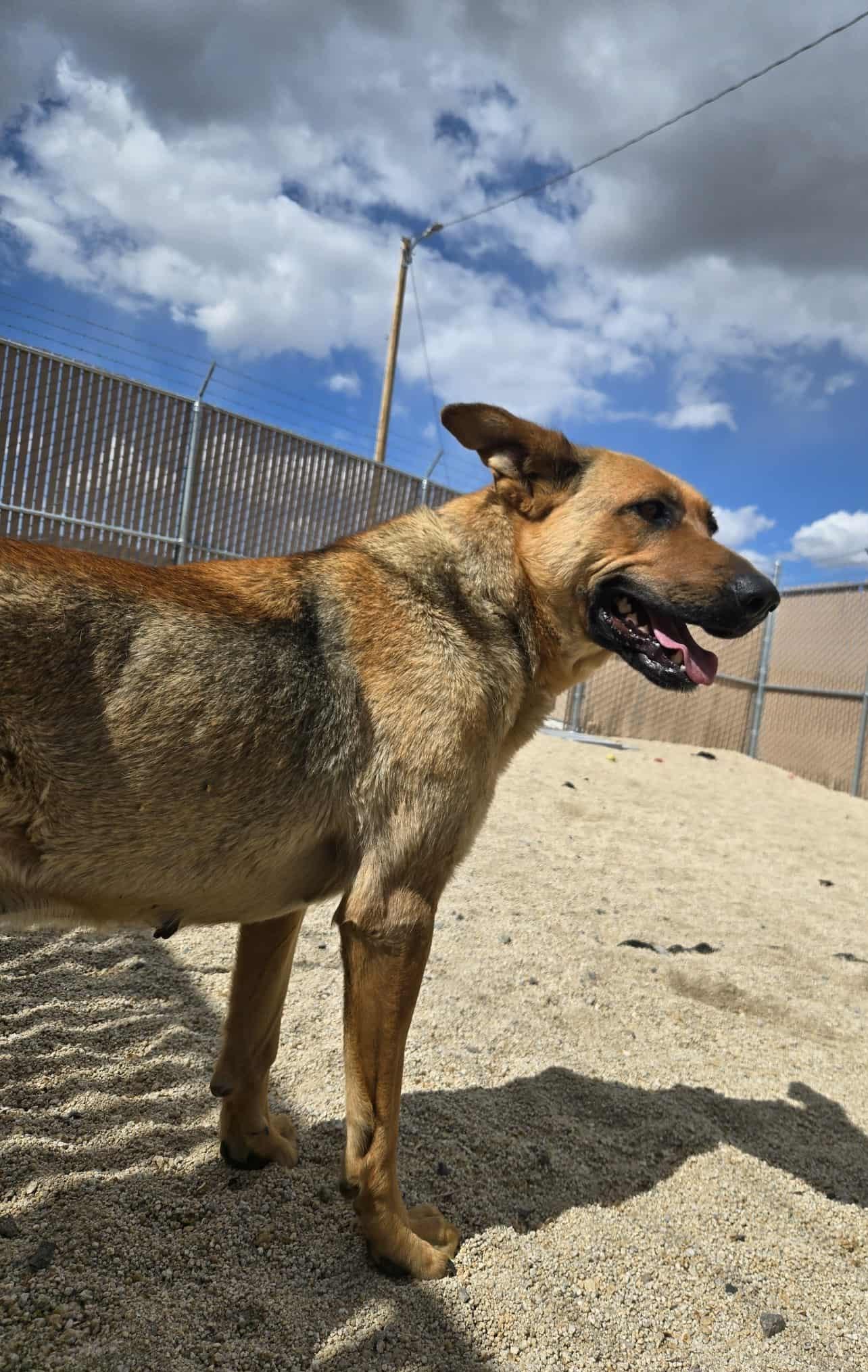 Enlarge Wanda, a Adoptable German Shepherd Dog in Silver Springs, NV image 2/6