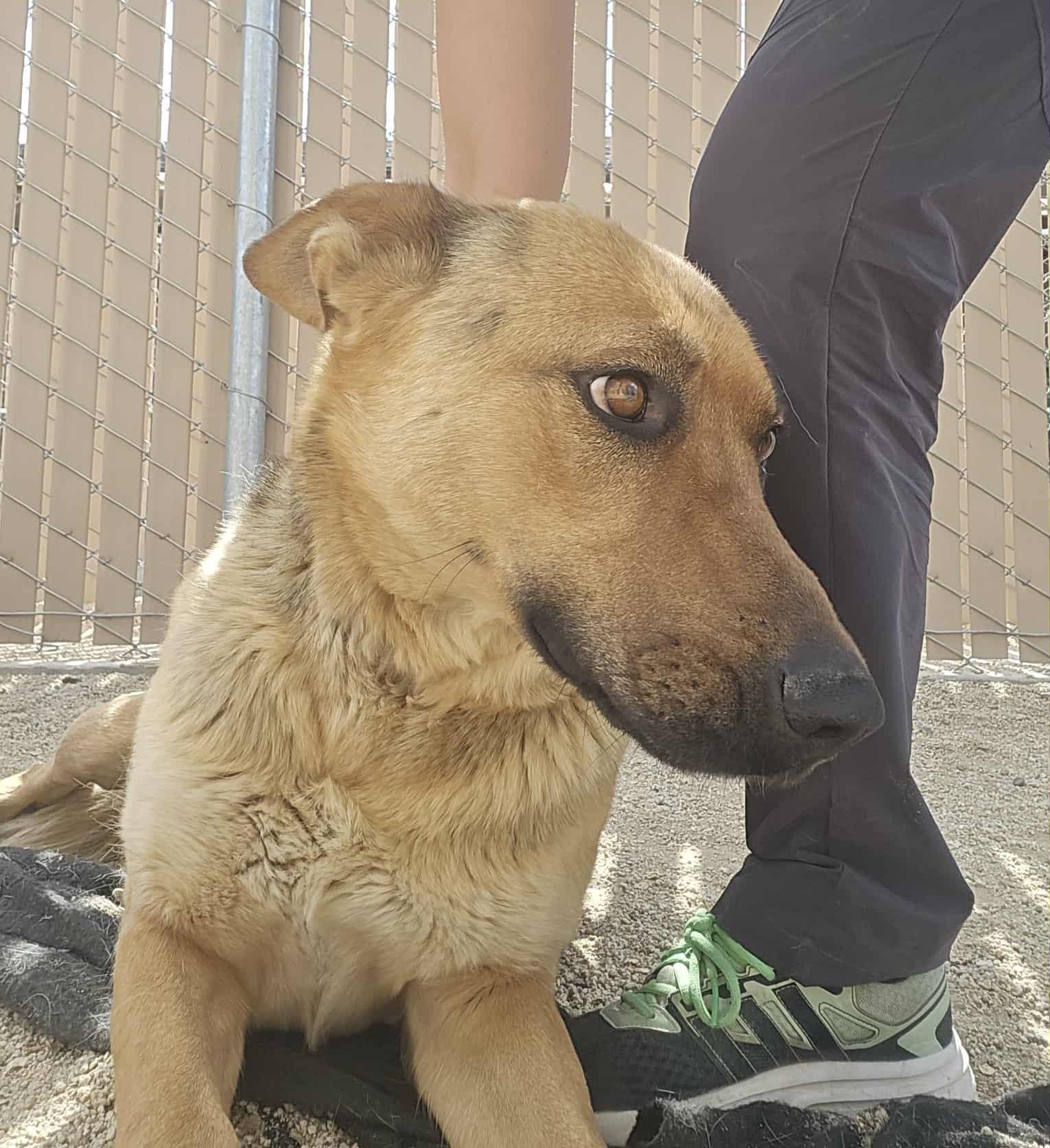 Enlarge Wanda, a Adoptable German Shepherd Dog in Silver Springs, NV image 3/6