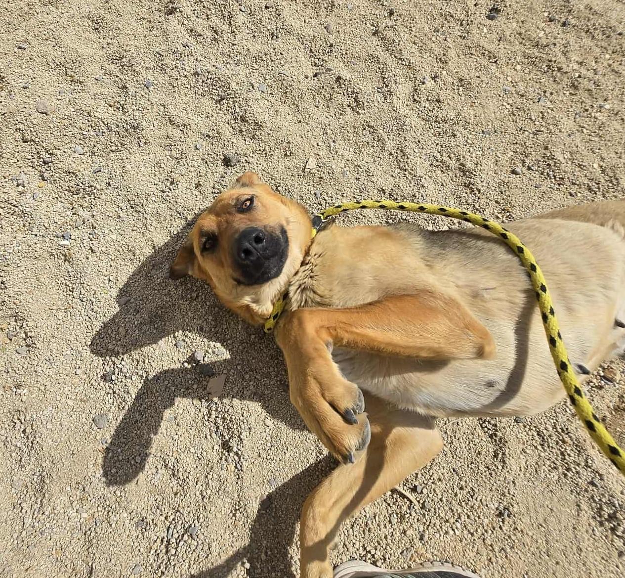 Enlarge Wanda, a Adoptable German Shepherd Dog in Silver Springs, NV image 4/6