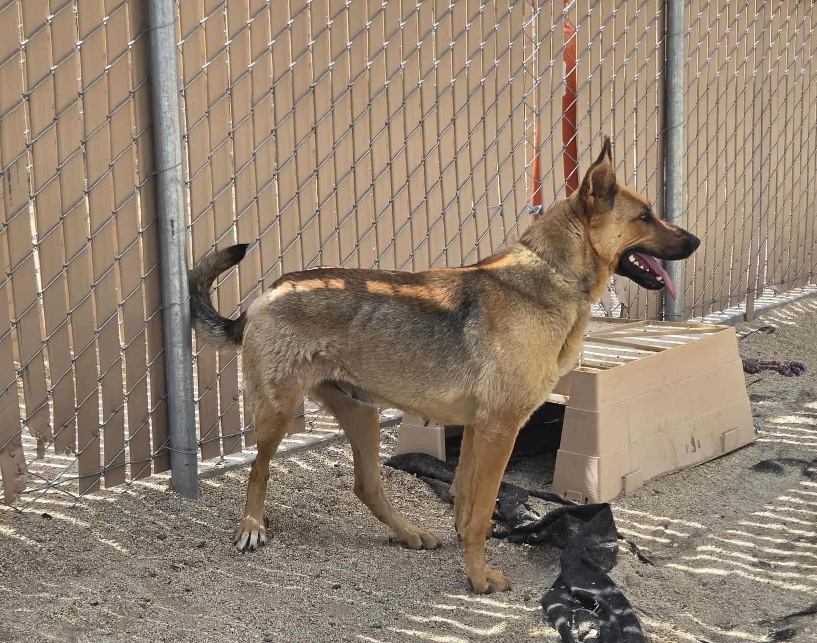 Enlarge Wanda, a Adoptable German Shepherd Dog in Silver Springs, NV image 5/6