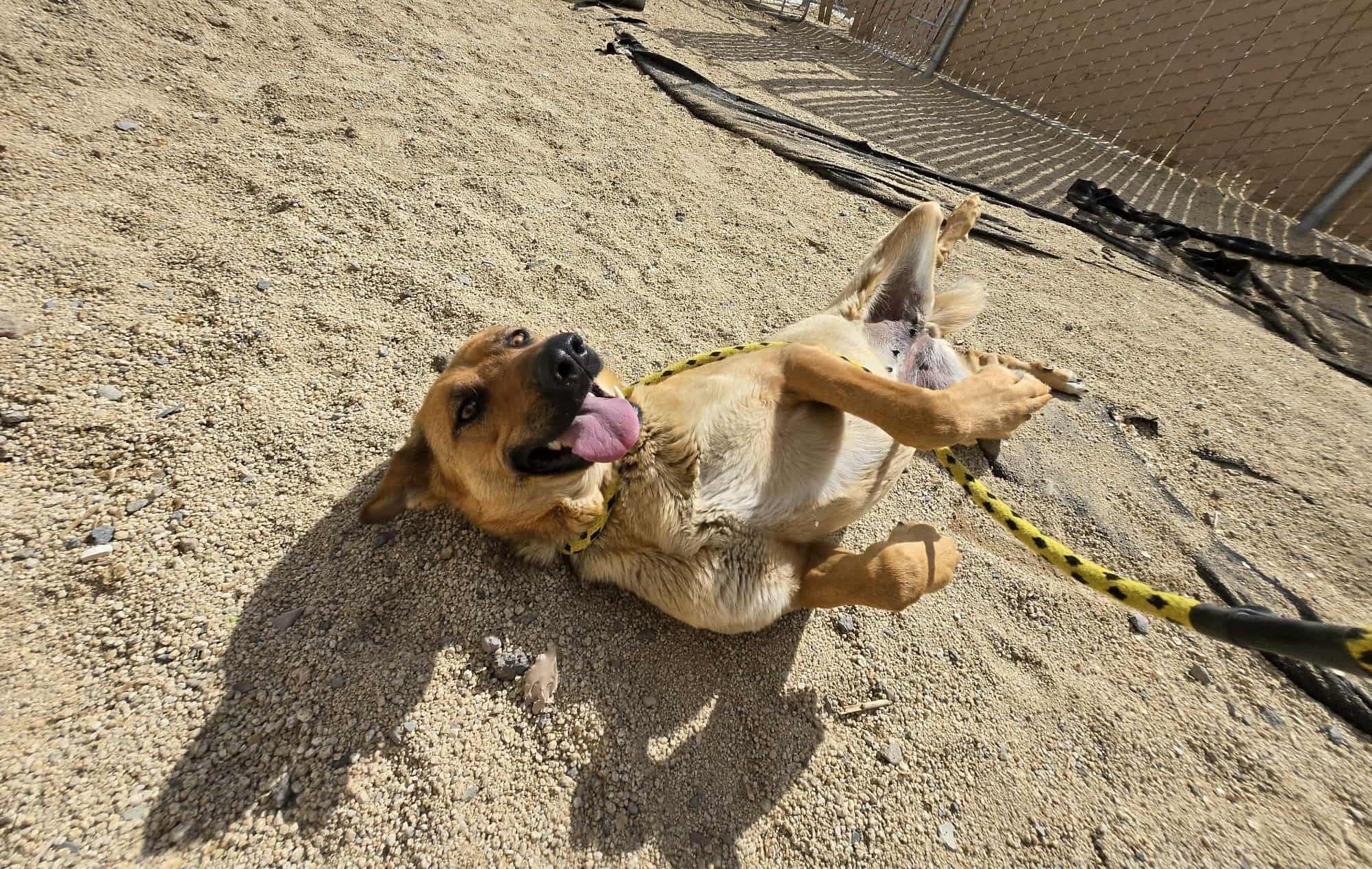 Enlarge Wanda, a Adoptable German Shepherd Dog in Silver Springs, NV image 6/6