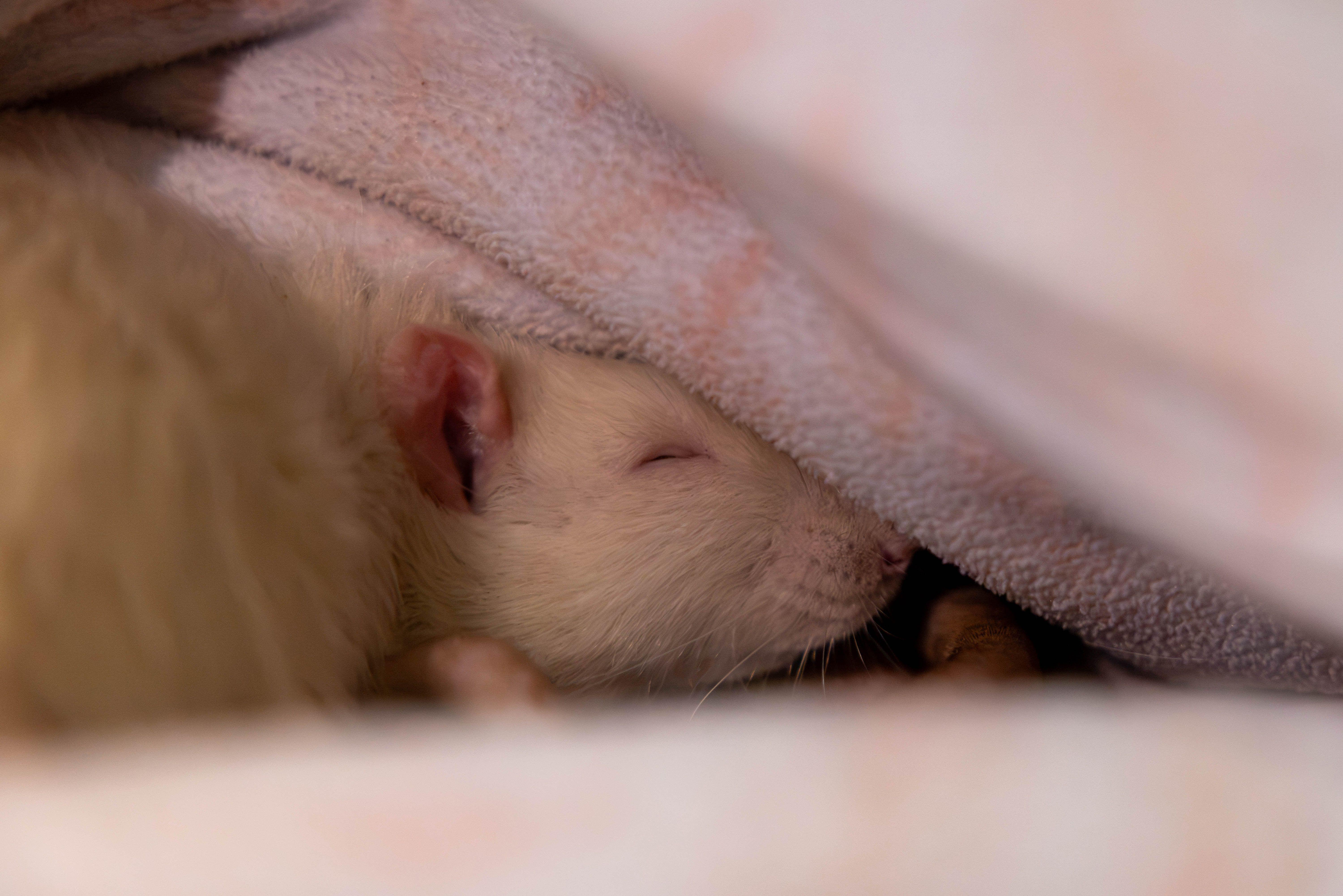 Enlarge Betterave, Radis and Manioc, a Adoptable Rat in Hamilton, ON image 4/6