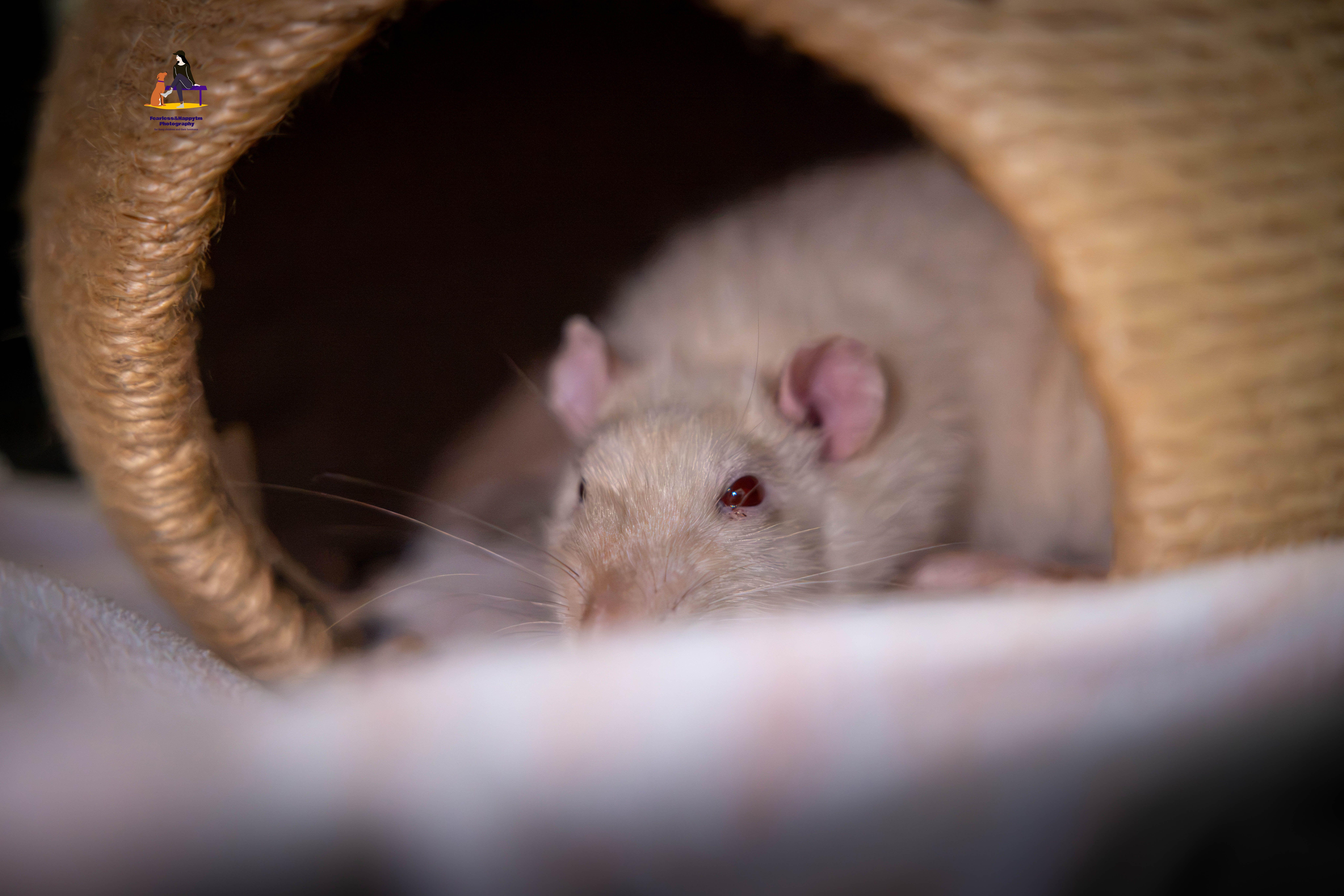Enlarge Betterave, Radis and Manioc, a Adoptable Rat in Hamilton, ON image 6/6