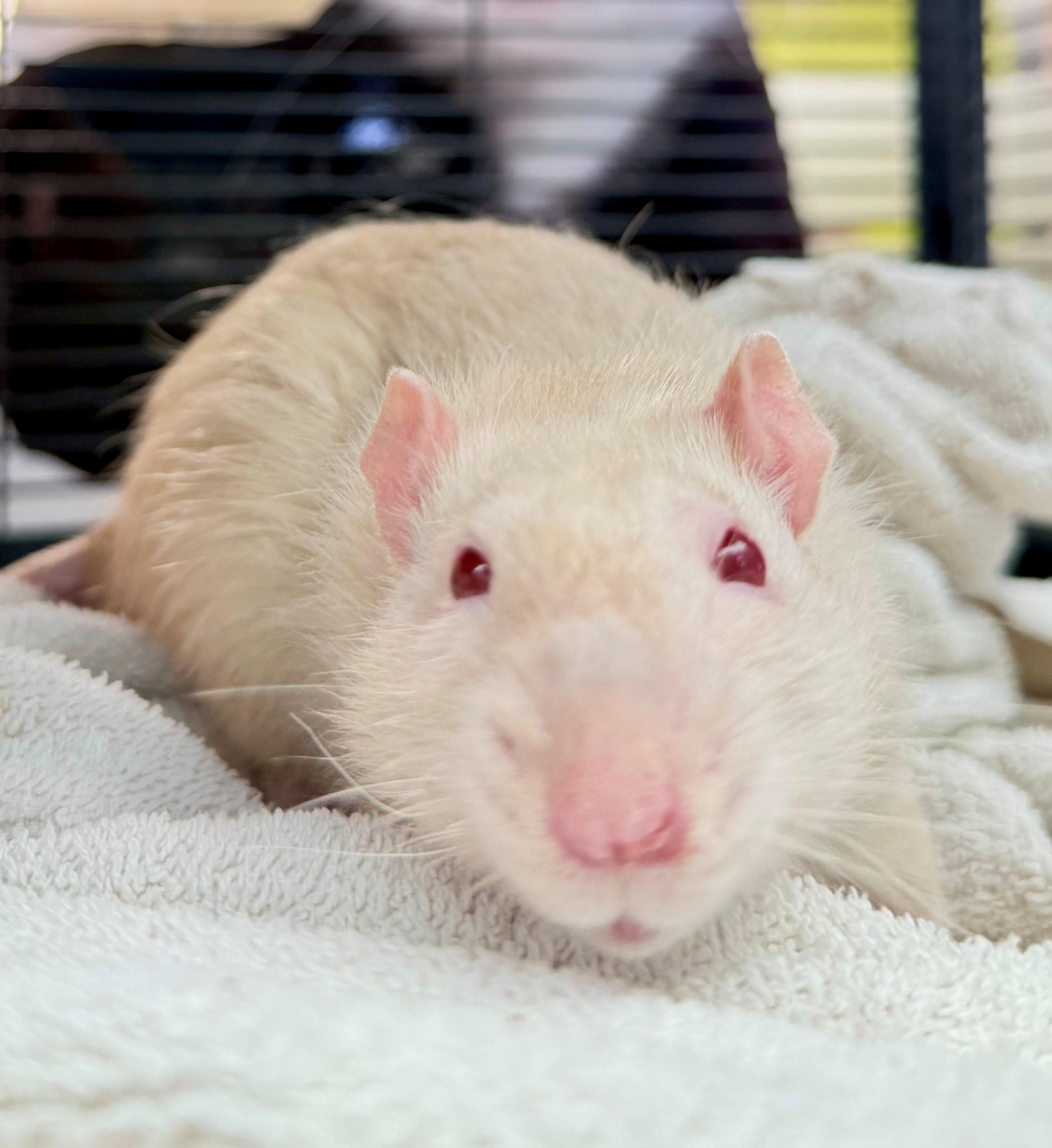 Enlarge Betterave, Radis and Manioc, a Adoptable Rat in Hamilton, ON image 1/4