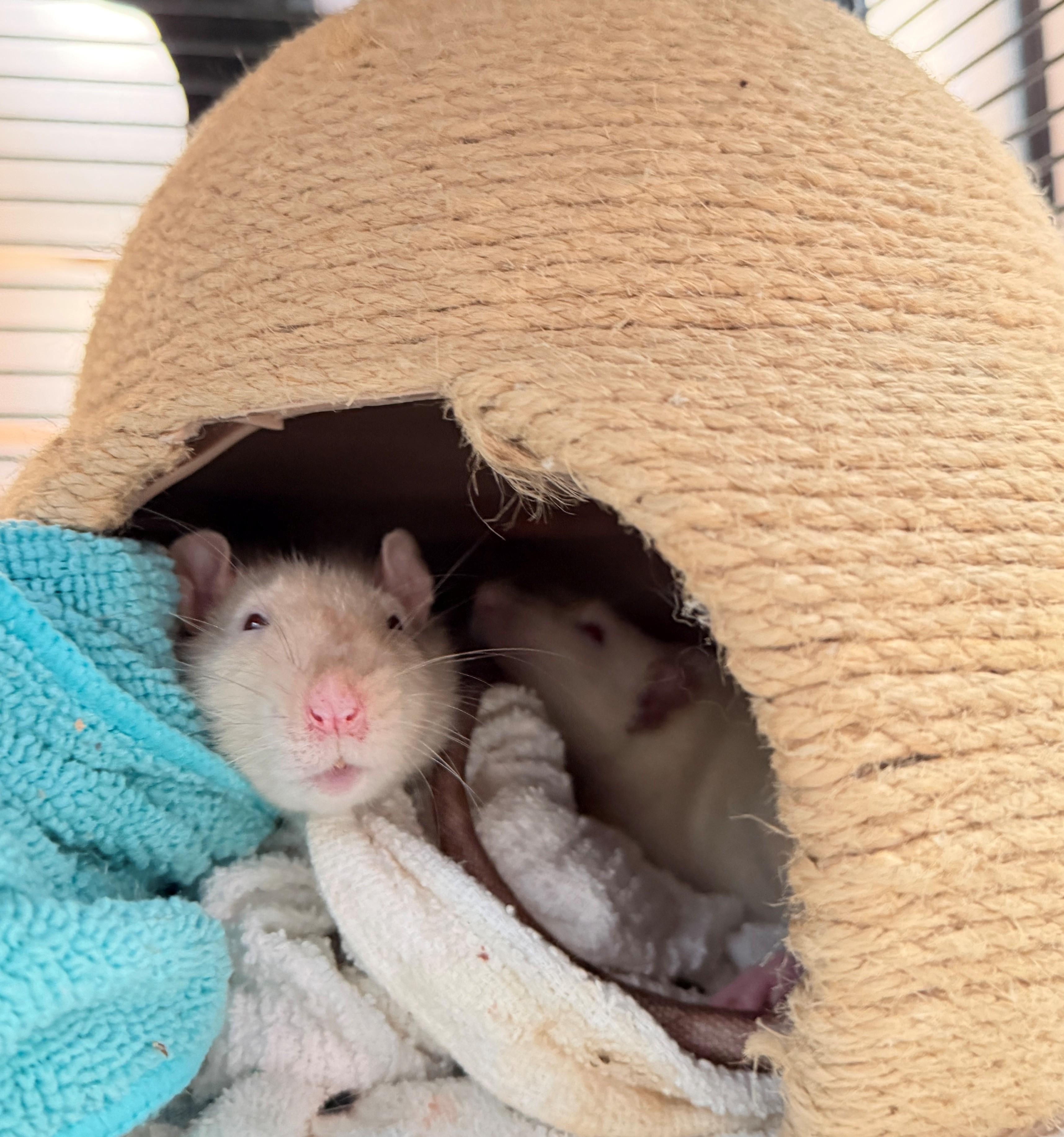 Enlarge Betterave, Radis and Manioc, a Adoptable Rat in Hamilton, ON image 2/4