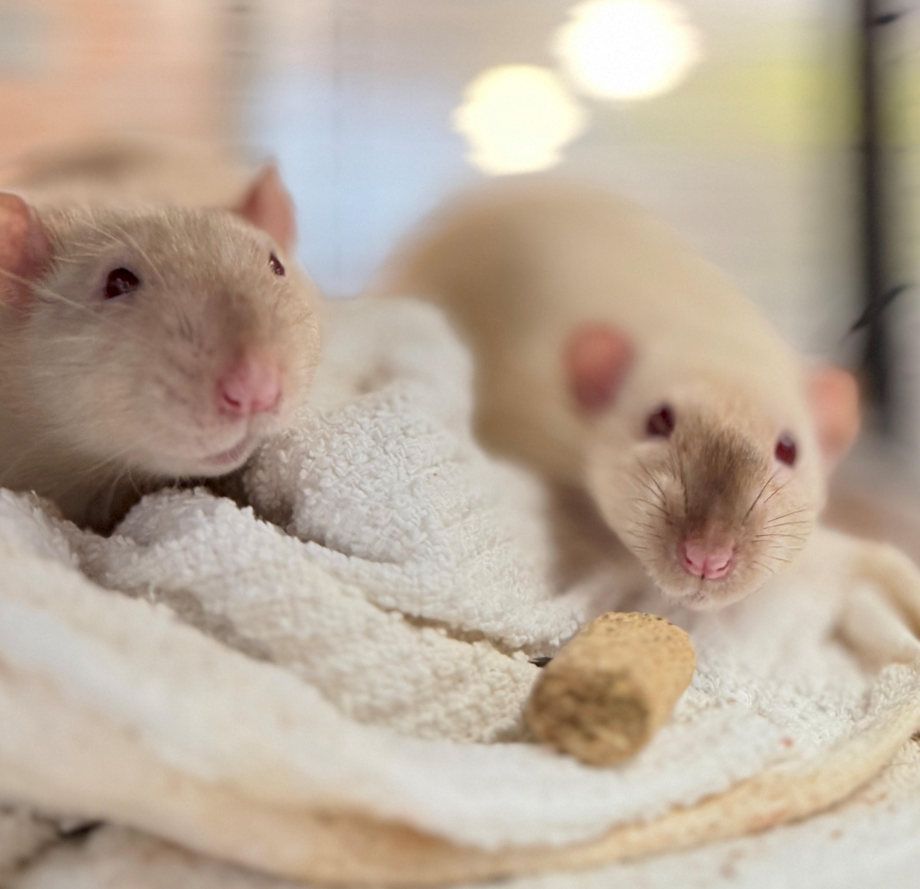 Enlarge Betterave, Radis and Manioc, a Adoptable Rat in Hamilton, ON image 3/4
