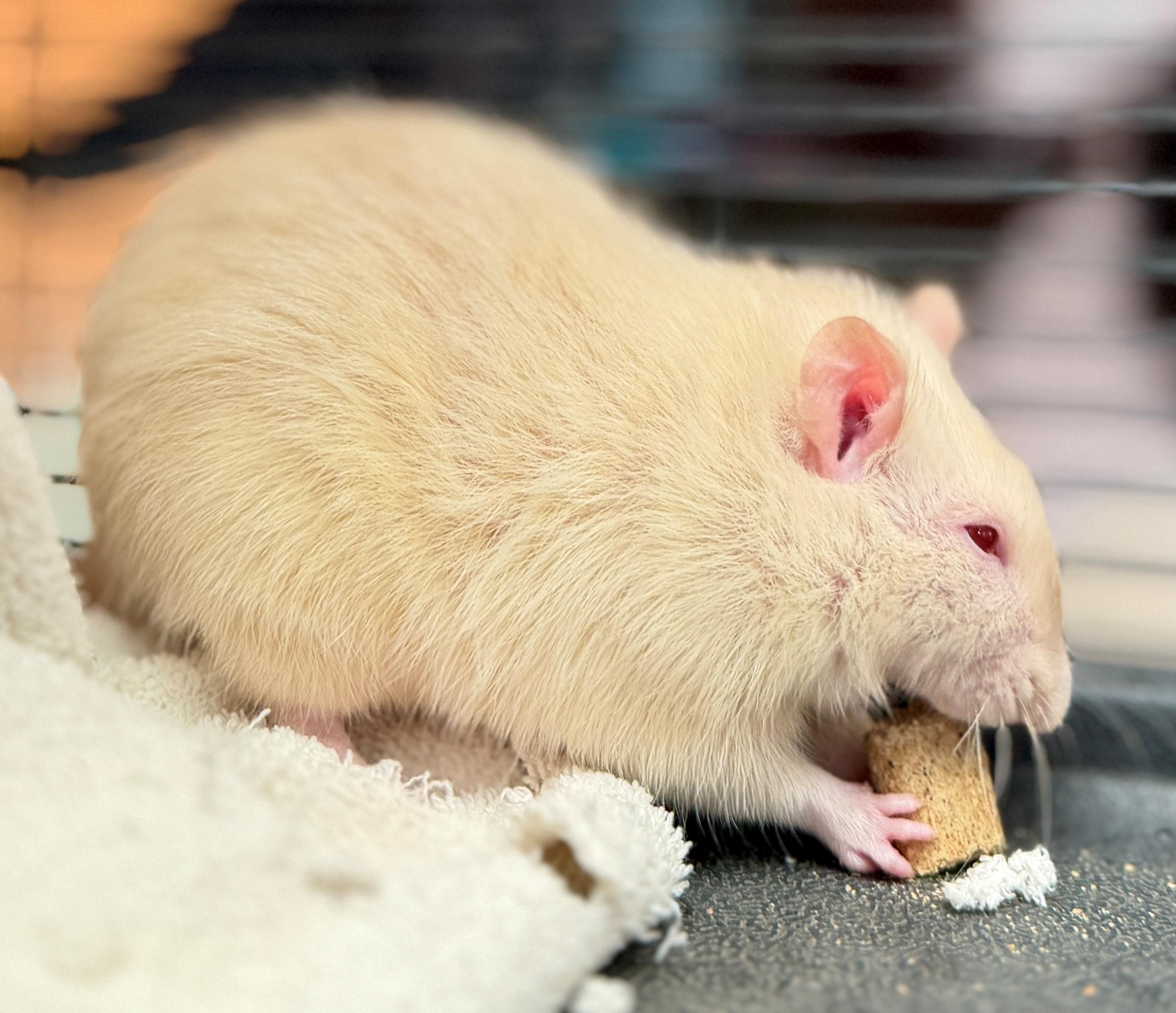 Enlarge Betterave, Radis and Manioc, a Adoptable Rat in Hamilton, ON image 4/4