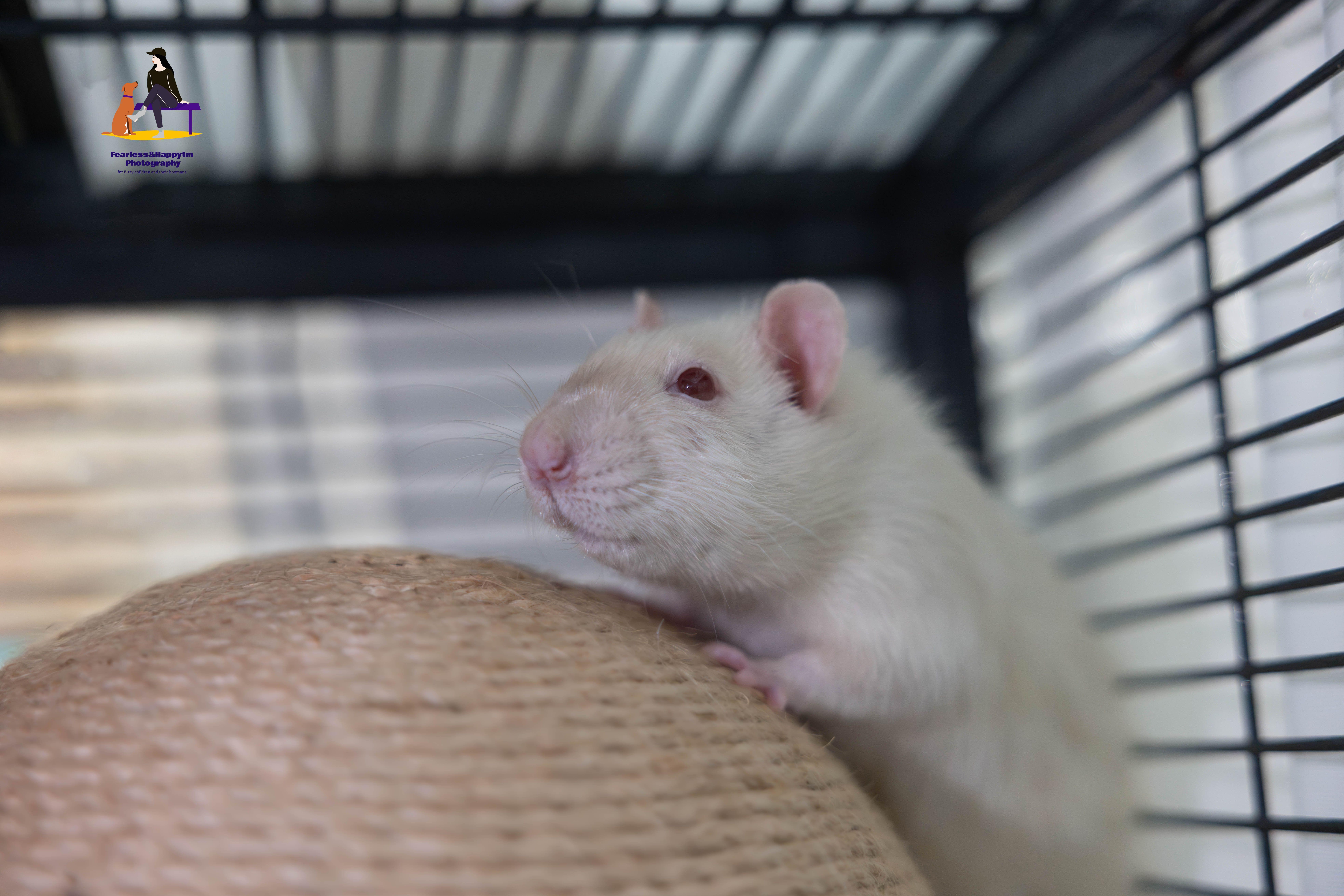 Enlarge Betterave, Radis and Manioc, a Adoptable Rat in Hamilton, ON image 5/6
