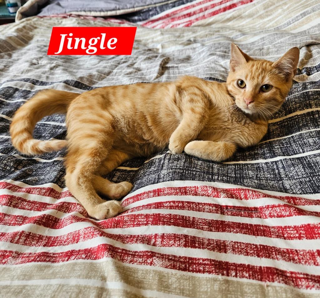 Jingle, a Adoptable mixed breed in Manchester, TN image 1/2