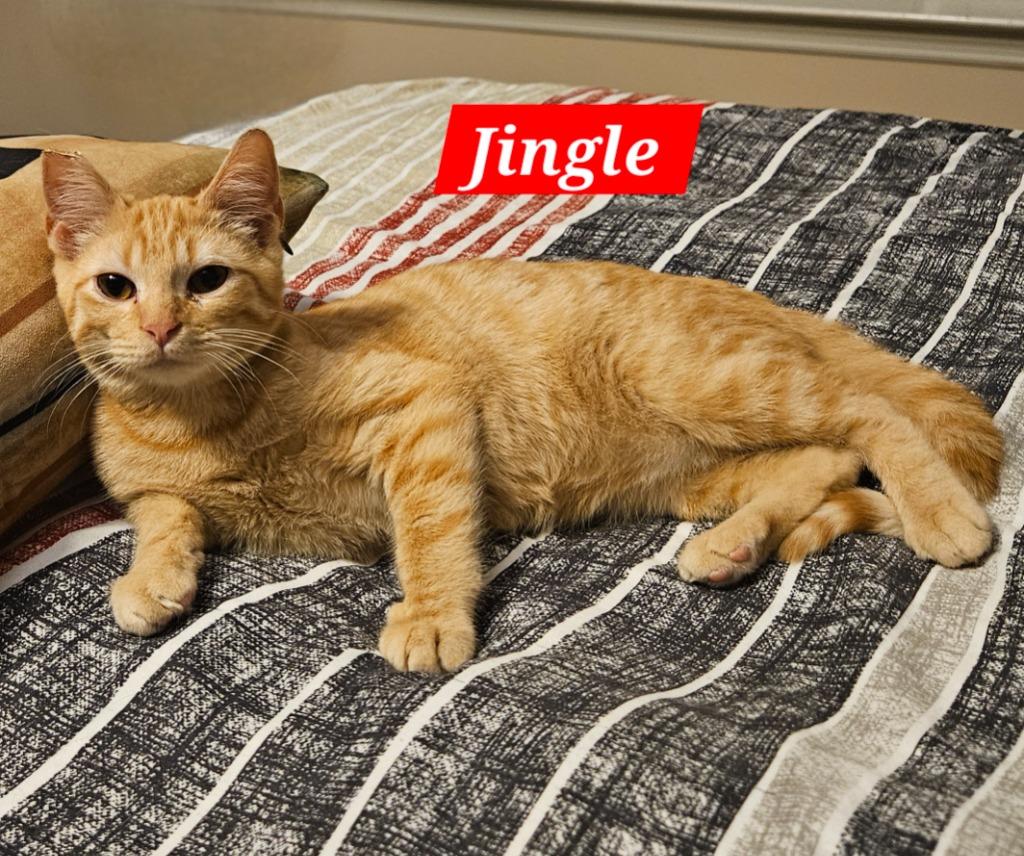 Jingle, a Adoptable mixed breed in Manchester, TN image 2/2