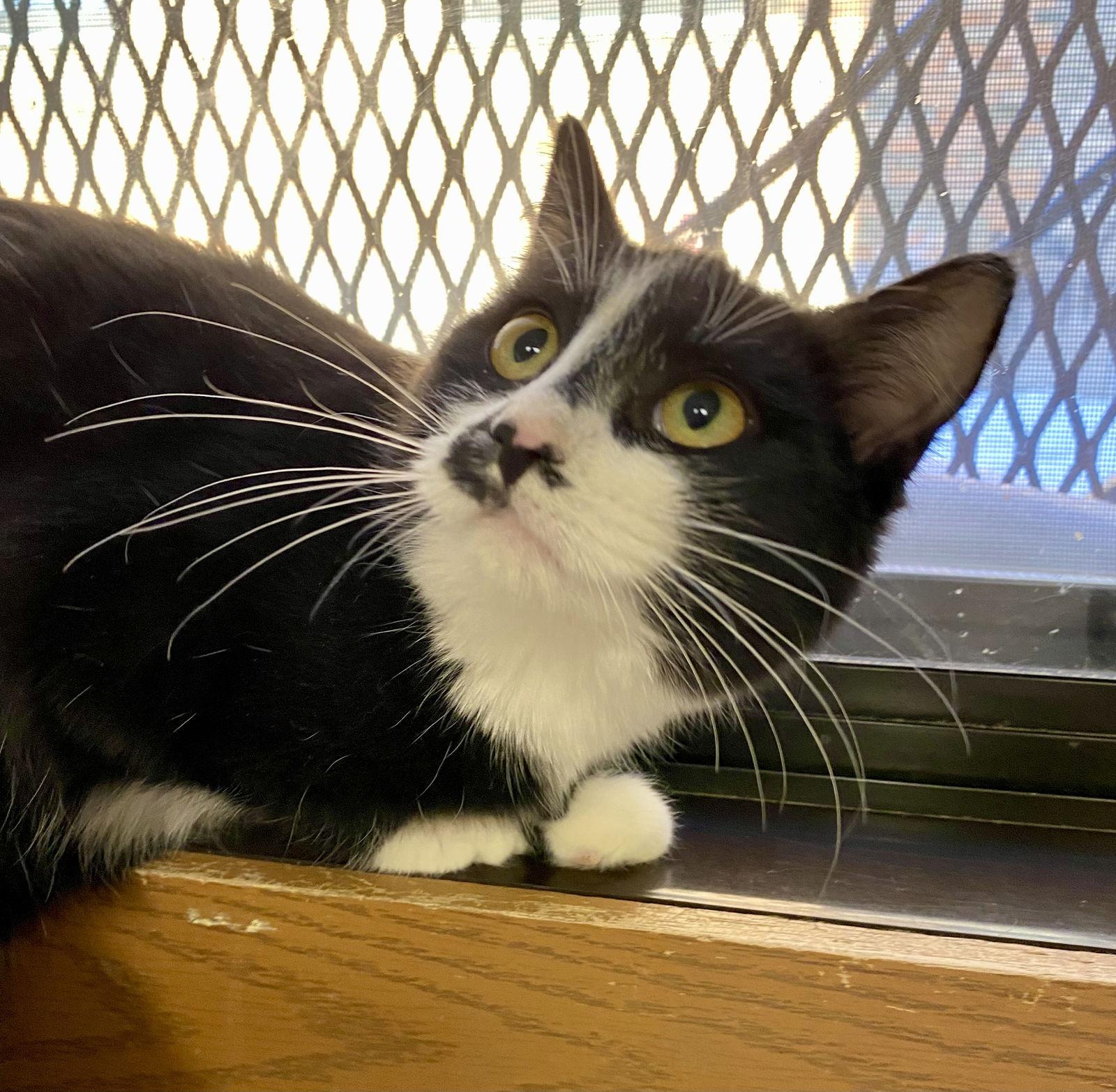 Enlarge Raff, a Adoptable Domestic Short Hair in Fargo, ND image 1/1