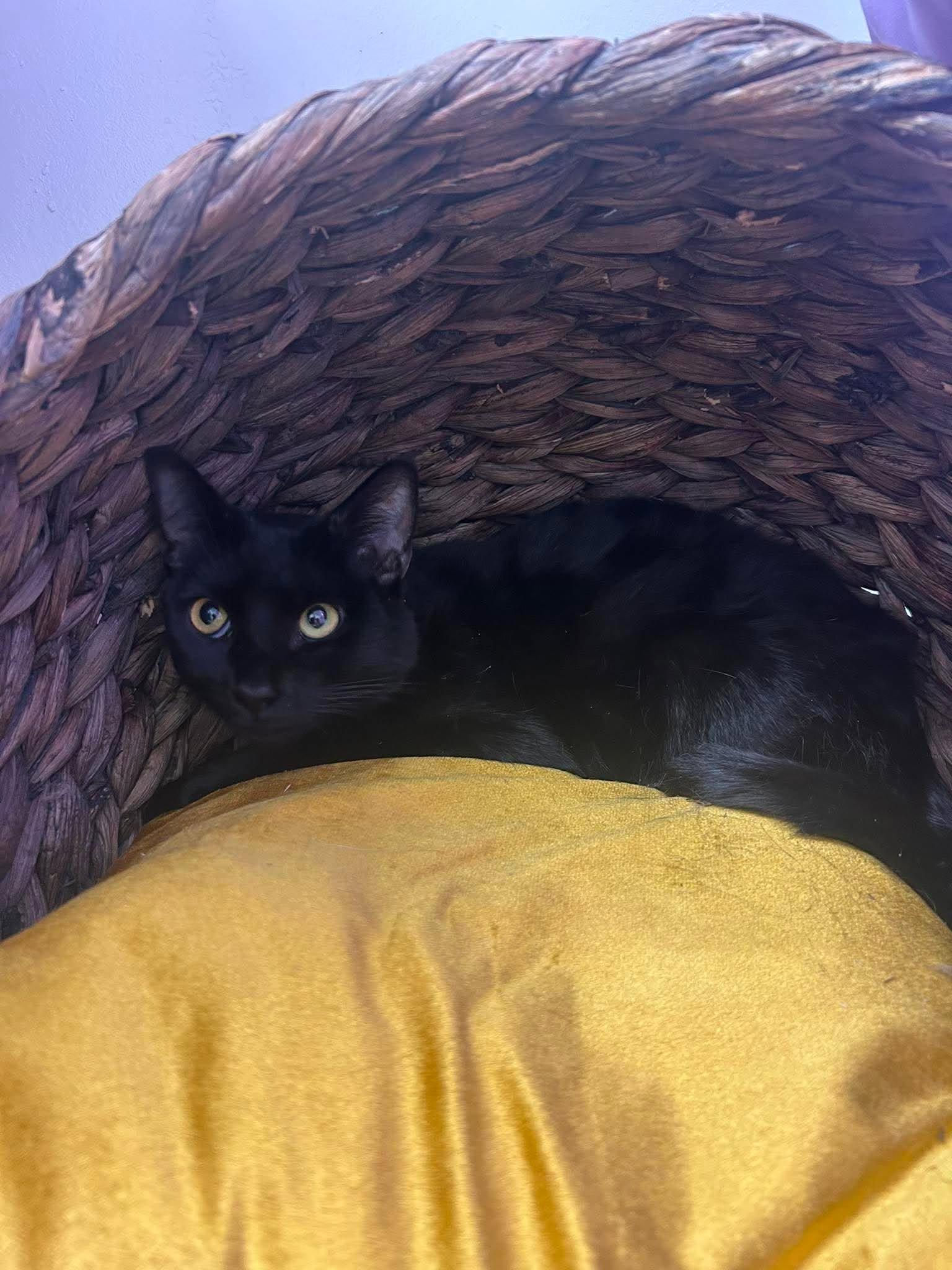 Snoop Dog, a ADOPTABLE Domestic Short Hair in Roosevelt, UT image 2/2