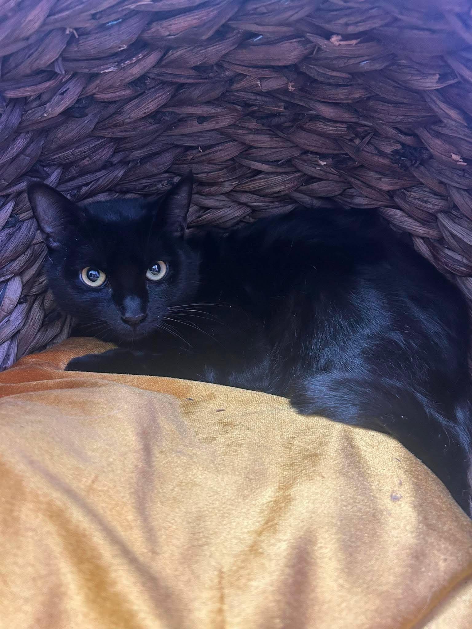 Snoop Dog, ADOPTABLE, Adult Male Domestic Short Hair.