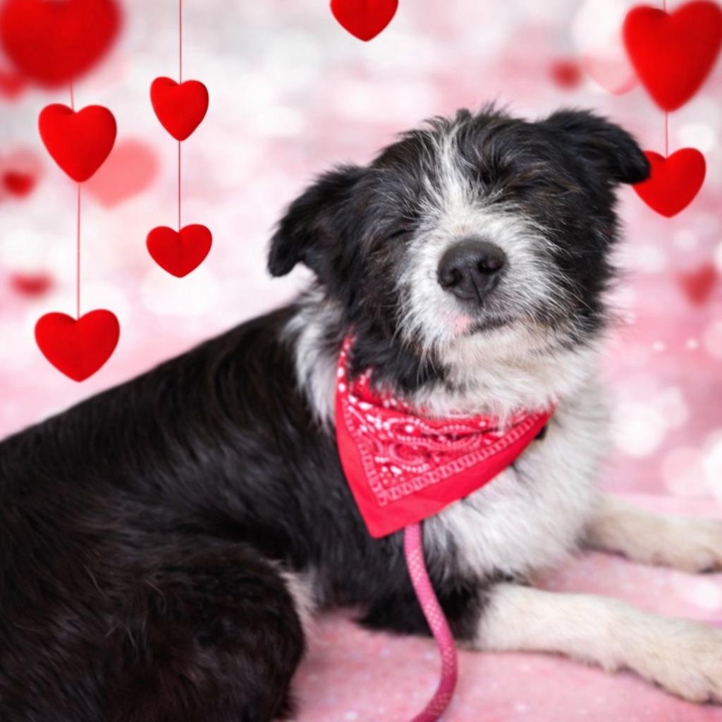 Oliver (blind) — thumbnail 2