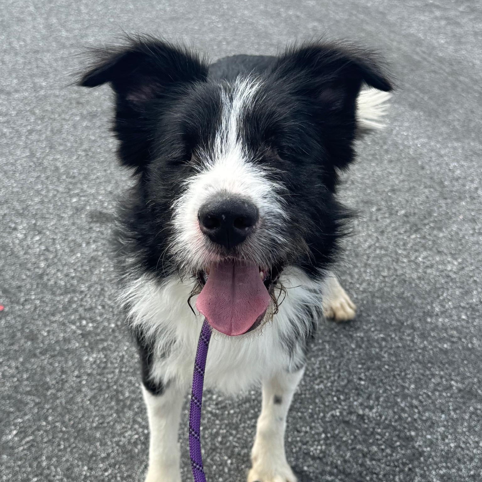 Oliver (blind) — thumbnail 3