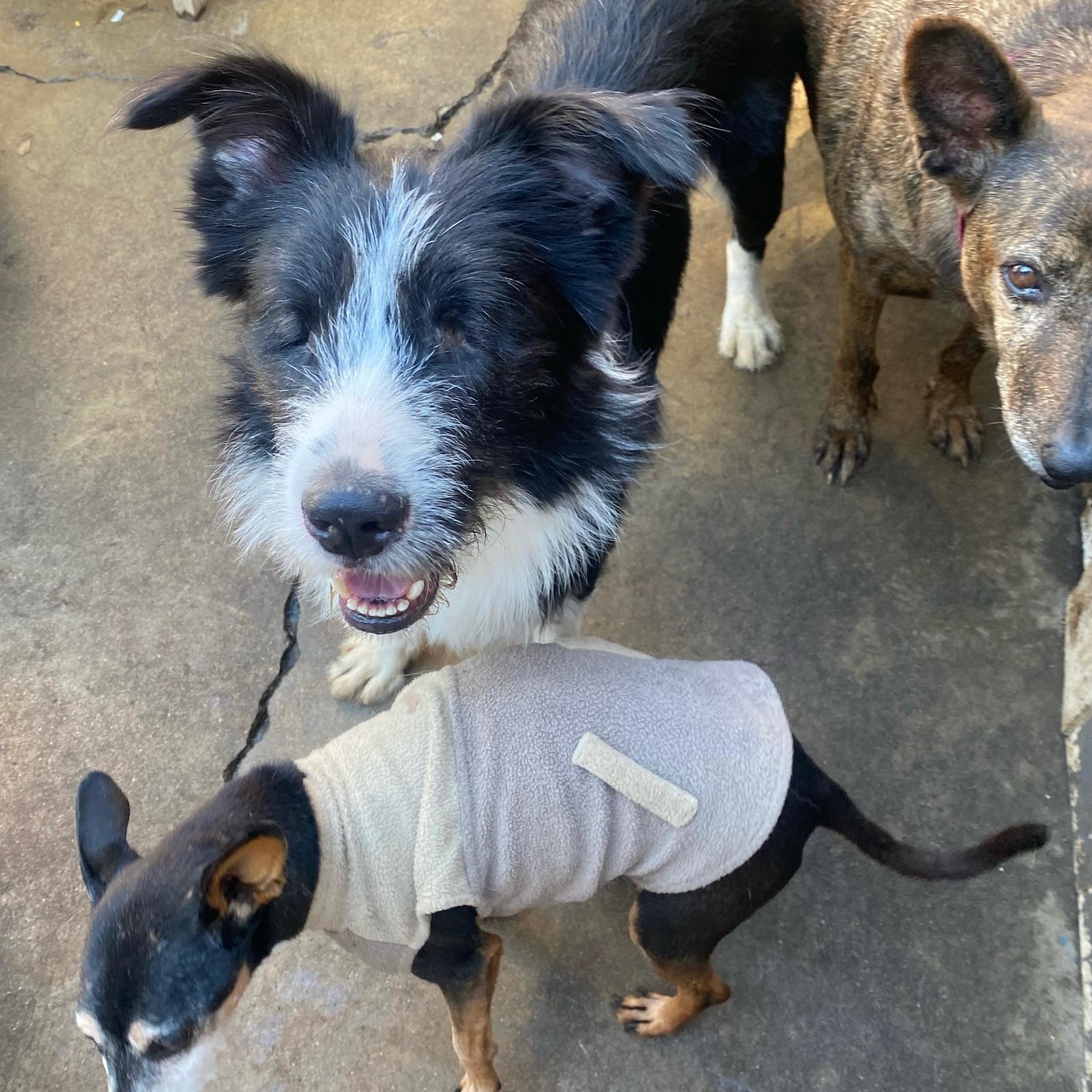 Oliver (blind) — thumbnail 4