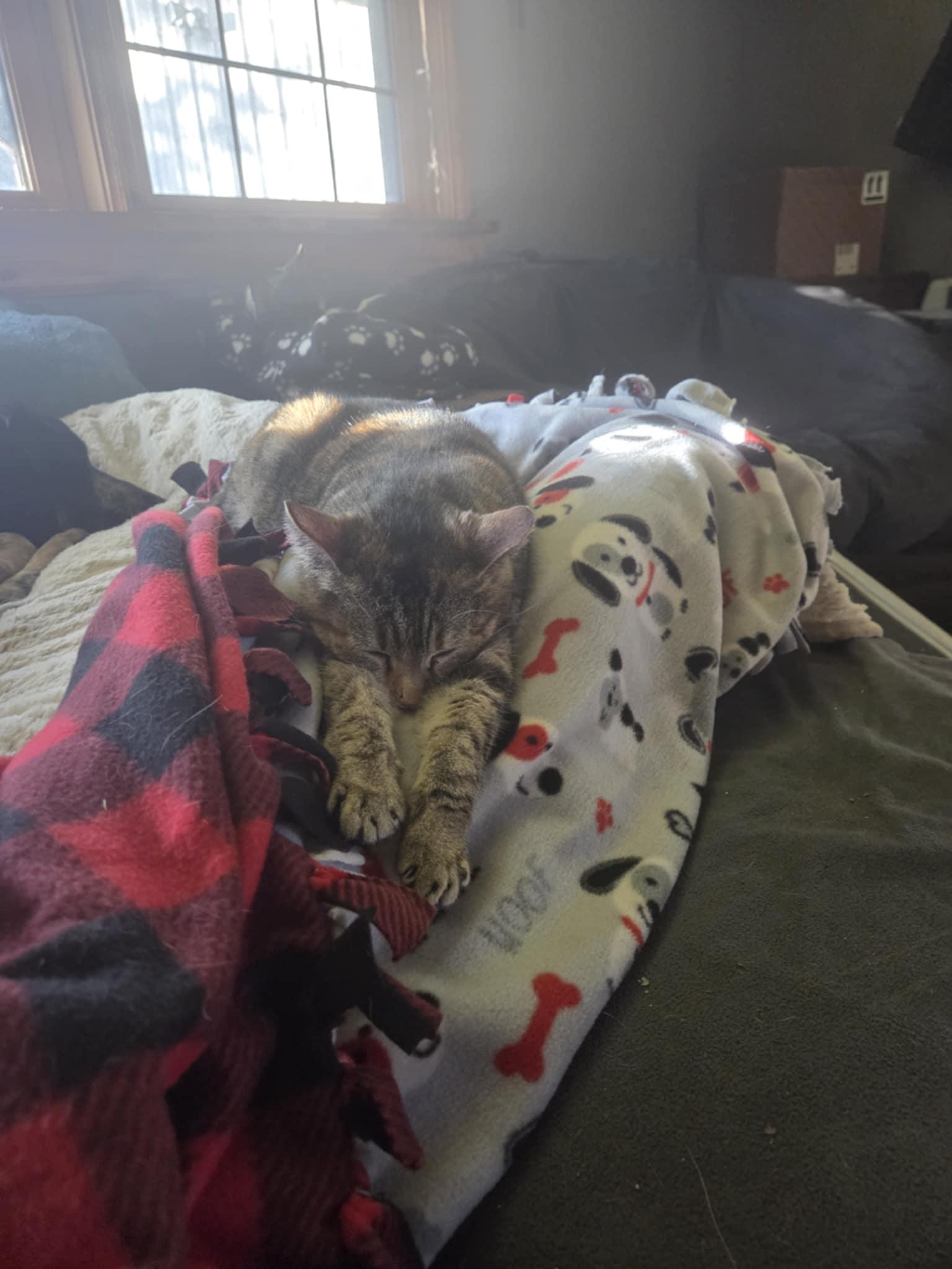 Phantom, Adoptable, Adult Female Domestic Short Hair.