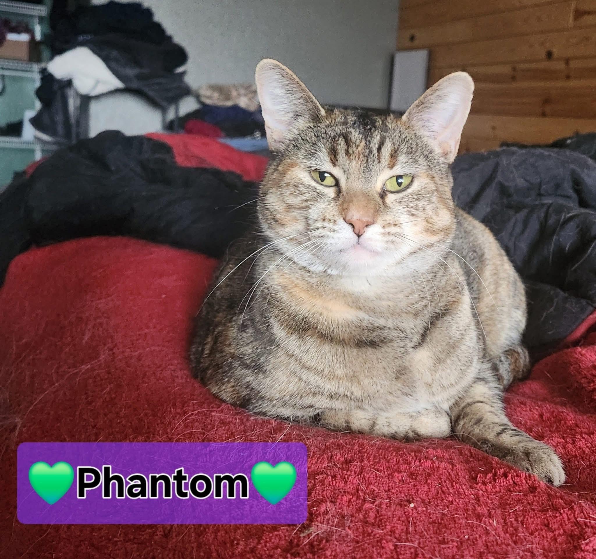 Phantom, a Adoptable Domestic Short Hair in Manhattan, KS image 2/2