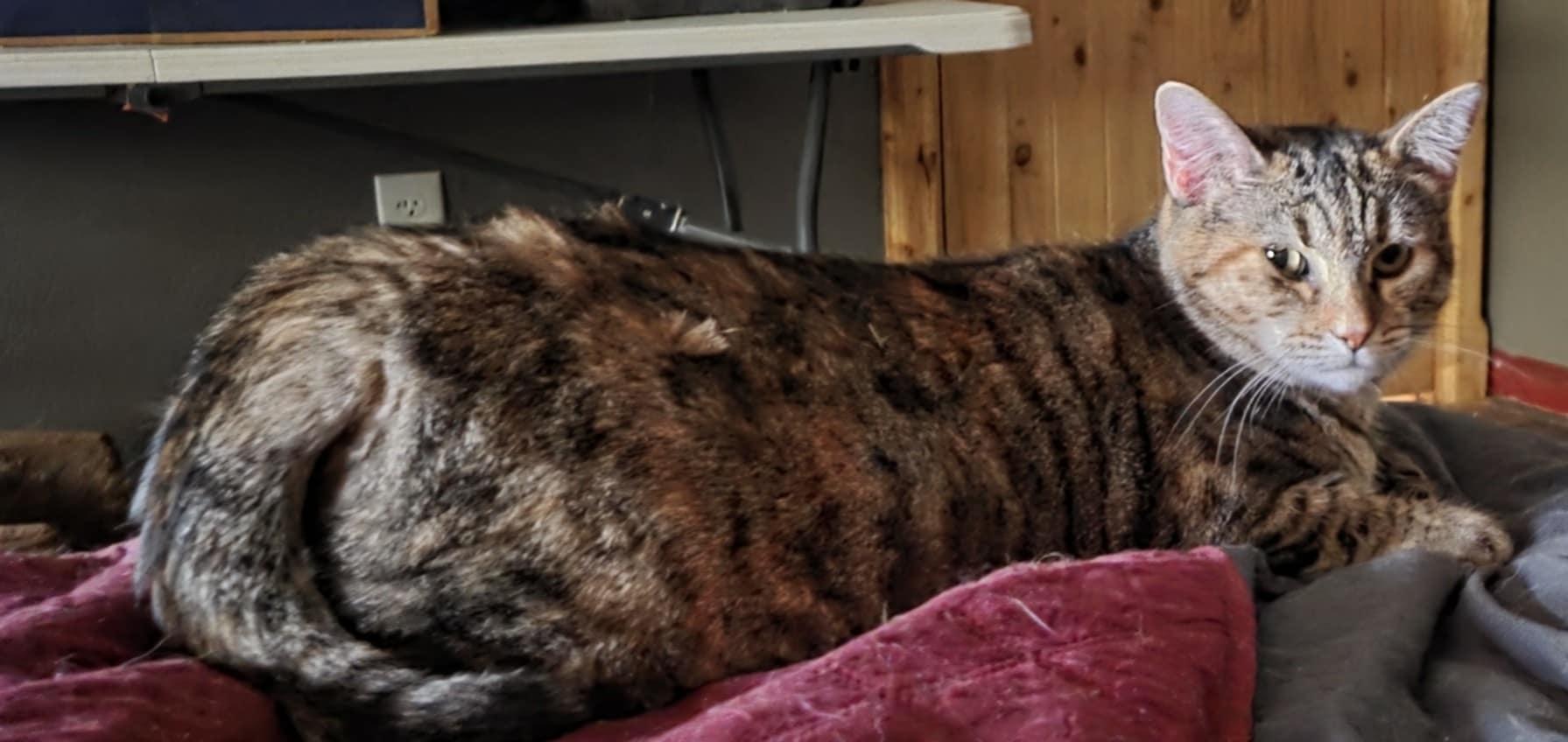 Phantom, a Adoptable Domestic Short Hair in Manhattan, KS image 1/2