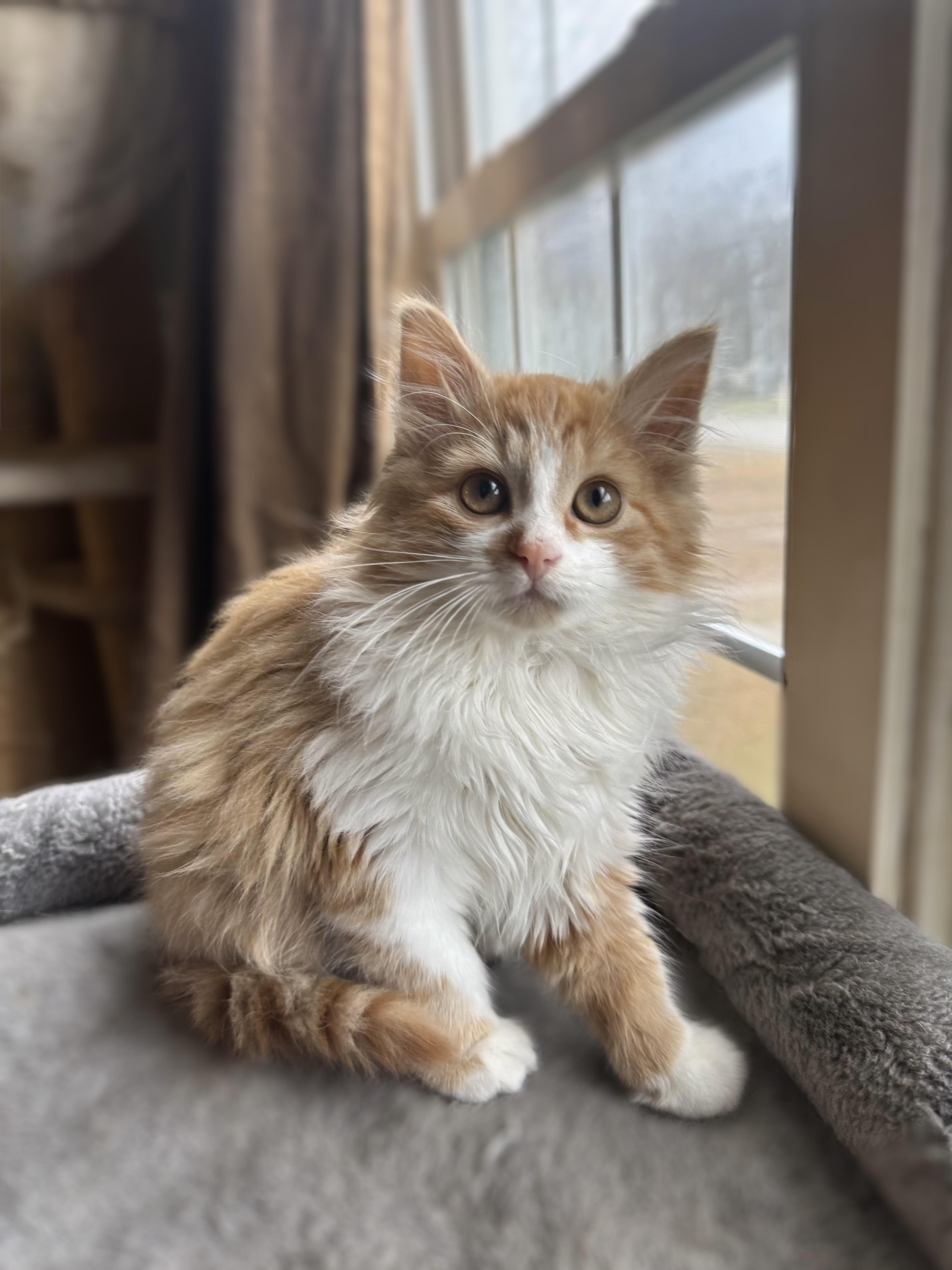 Enlarge Fitzgerald, a ADOPTABLE Domestic Long Hair in Greenville, SC image 5/5
