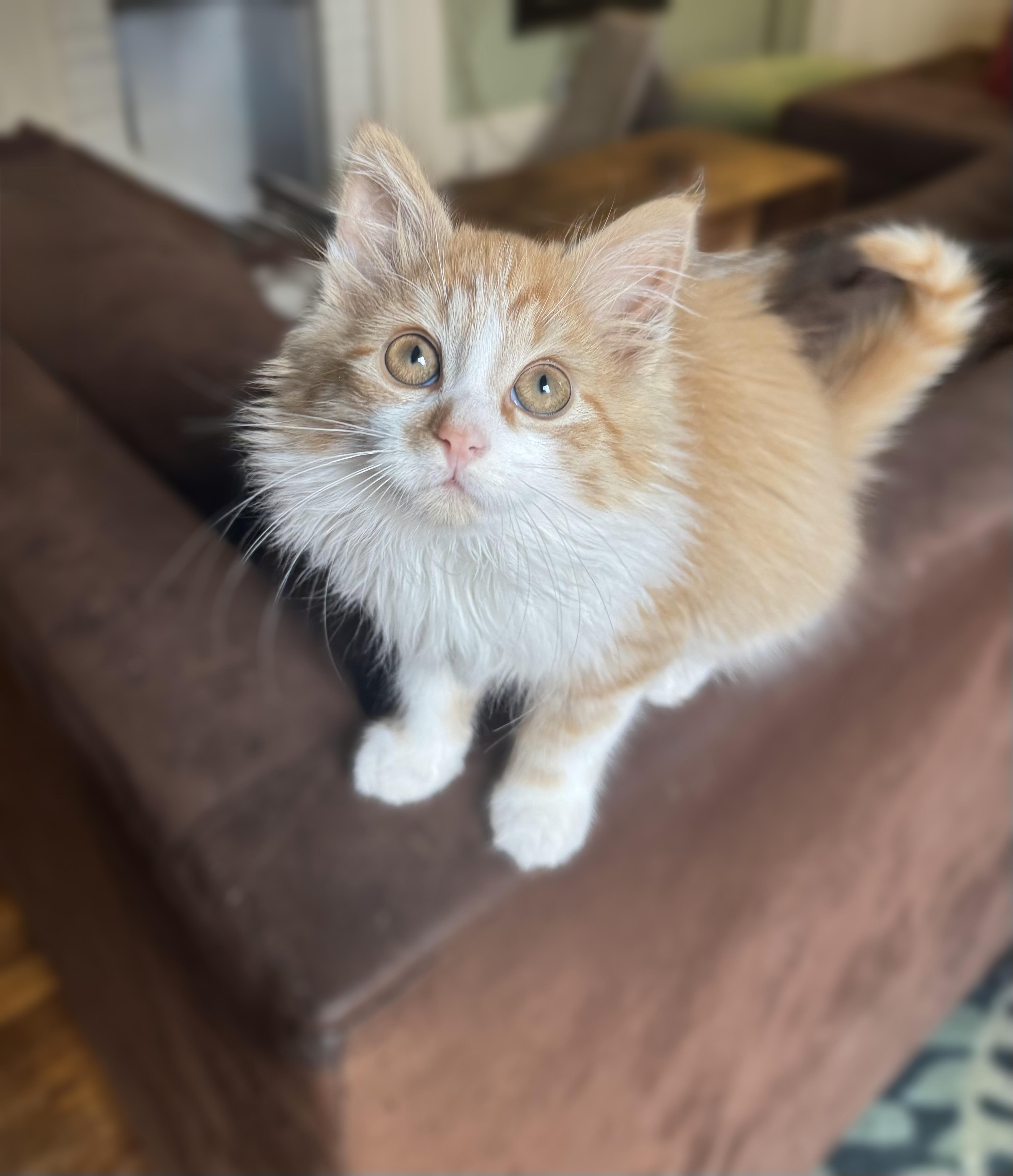 Enlarge Fitzgerald, a ADOPTABLE Domestic Long Hair in Greenville, SC image 4/5