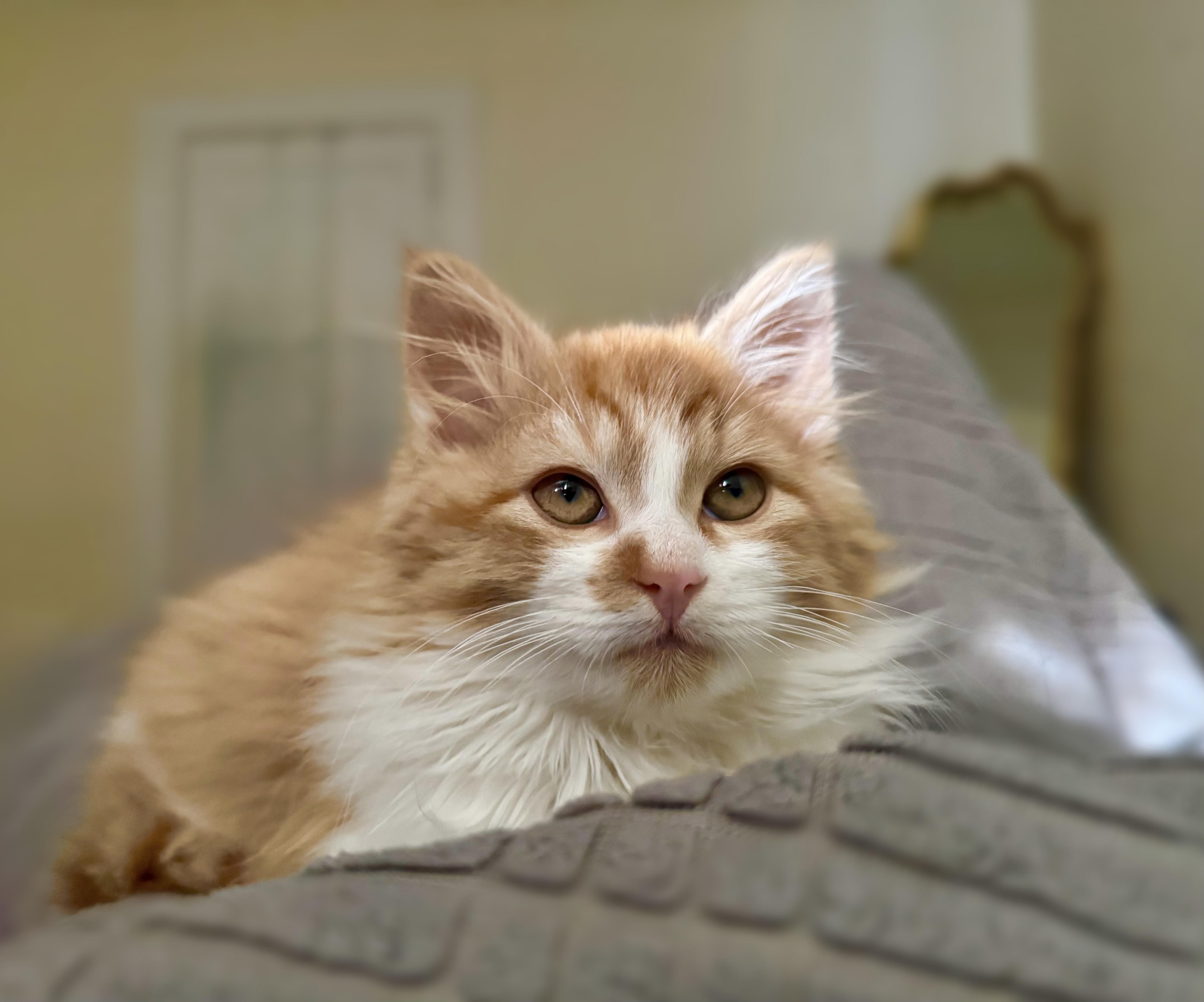 Enlarge Fitzgerald, a ADOPTABLE Domestic Long Hair in Greenville, SC image 2/5