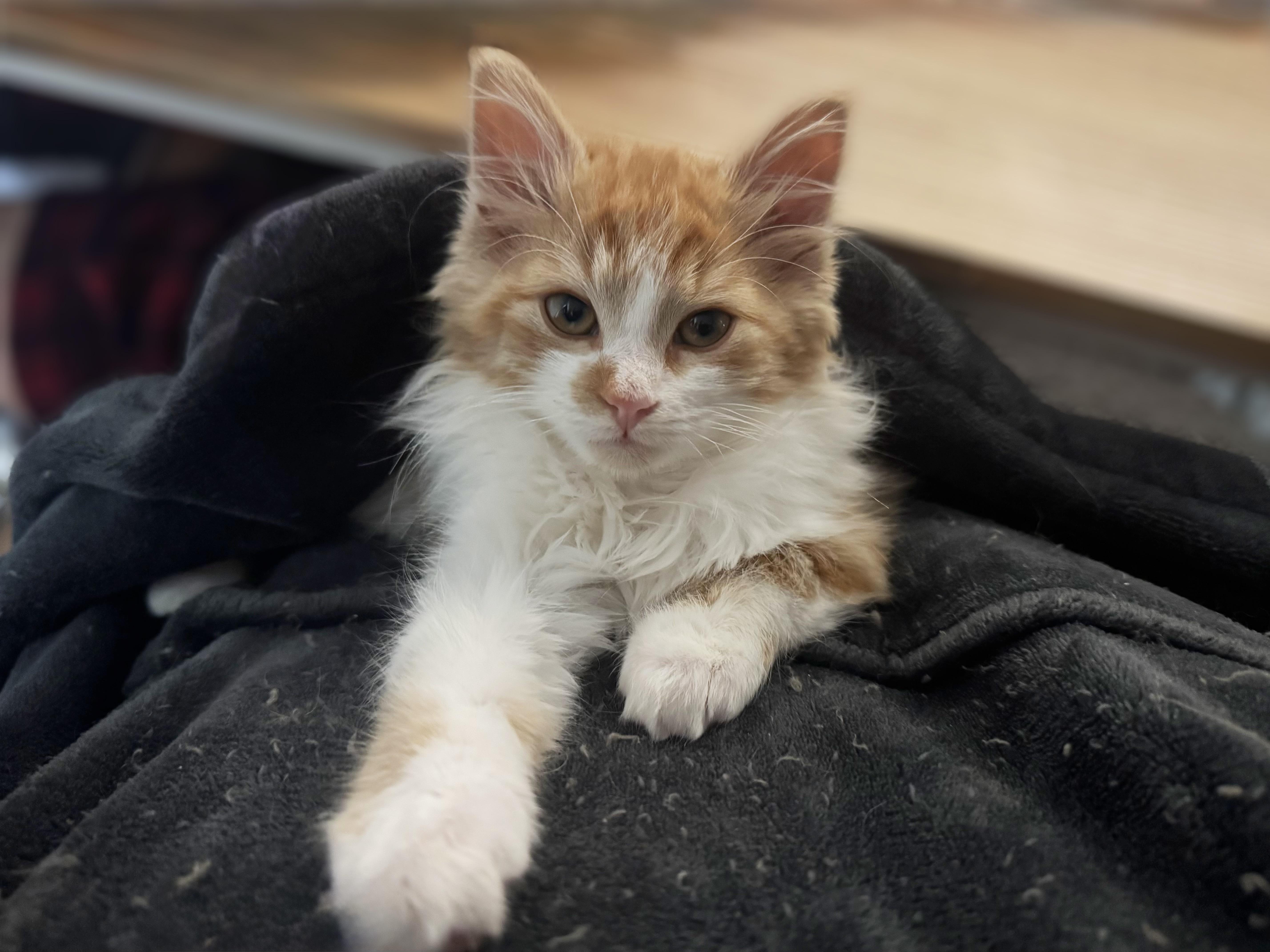 Fitzgerald, ADOPTABLE, Kitten Male Domestic Long Hair.