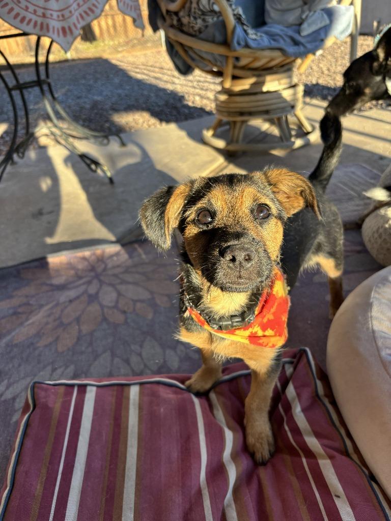 Donut, Adoptable, Puppy Male Shih Tzu & Cattle Dog.