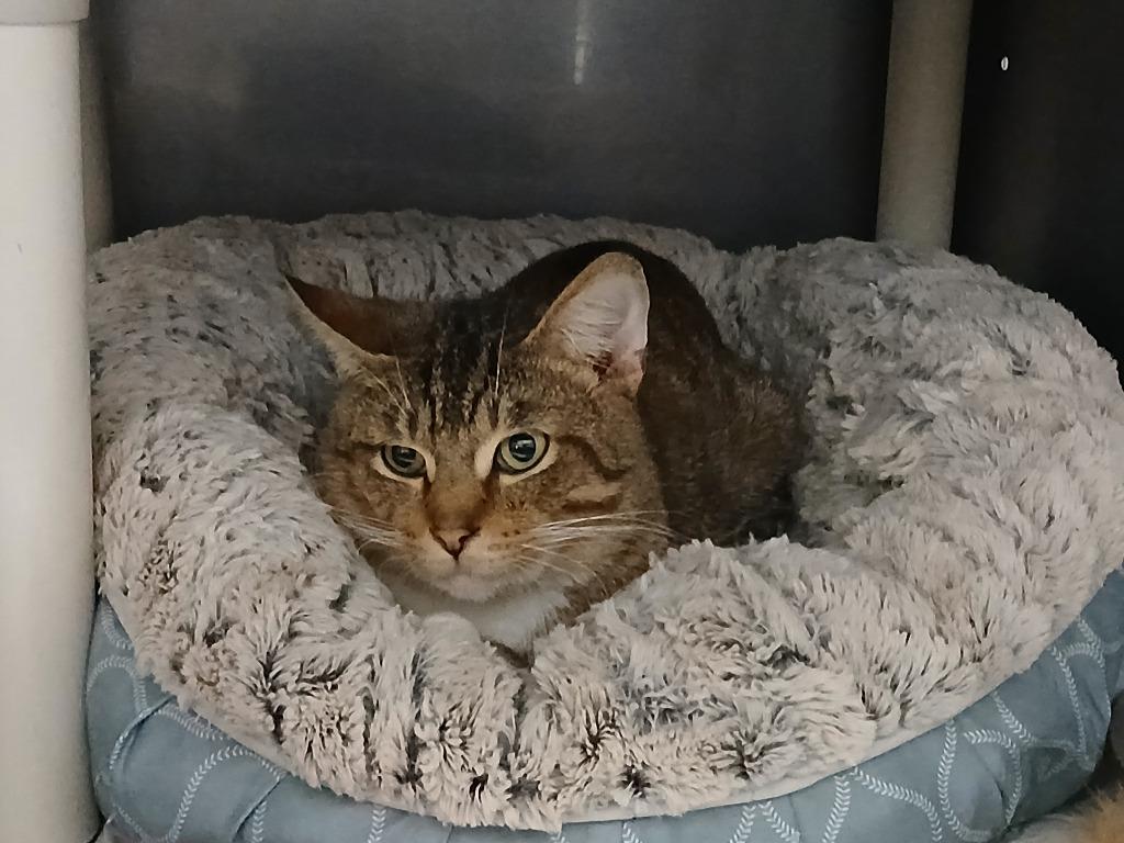 Enlarge Eerie, a Adoptable mixed breed in Ladysmith, WI image 1/4