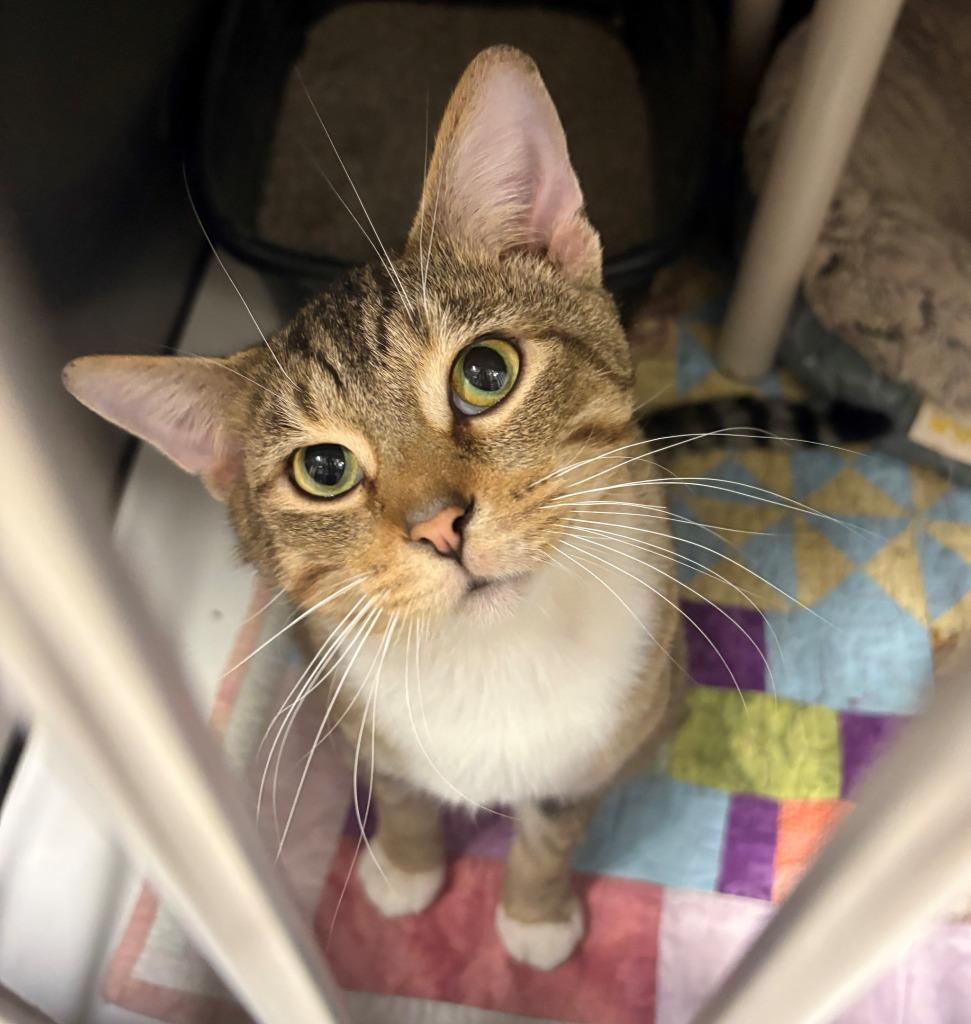 Enlarge Eerie, a Adoptable mixed breed in Ladysmith, WI image 2/4