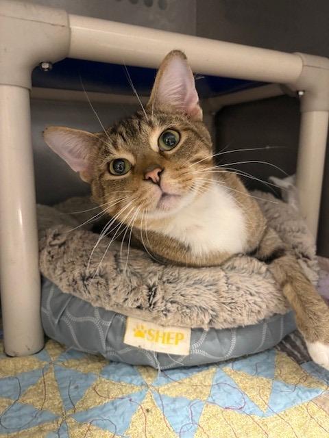 Enlarge Eerie, a Adoptable mixed breed in Ladysmith, WI image 3/4