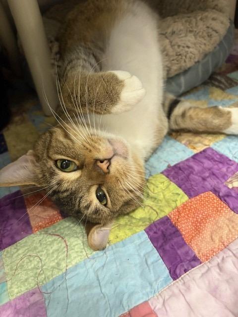 Enlarge Eerie, a Adoptable mixed breed in Ladysmith, WI image 4/4