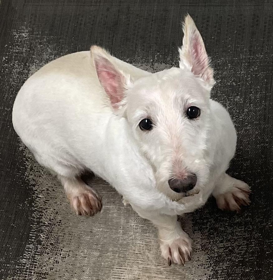 Millicent, Adopted, Young Female Scottish Terrier.