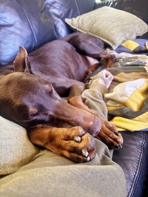 Enlarge Grace and Willow, a ADOPTABLE Doberman Pinscher in Silver Spring, MD image 3/6