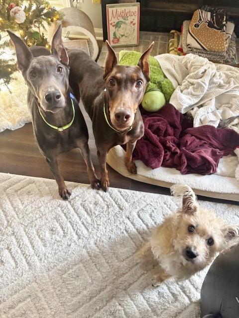 Grace and Willow, ADOPTABLE, Adult Female Doberman Pinscher.