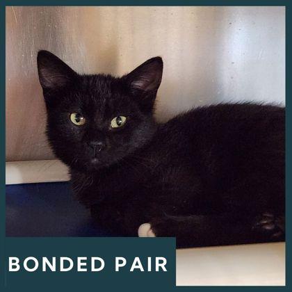 Enlarge Whitefoot, a ADOPTABLE Domestic Short Hair in Missoula, MT image 1/1