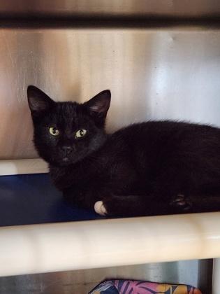 Enlarge Whitefoot, a ADOPTABLE Domestic Short Hair in Missoula, MT image 1/1