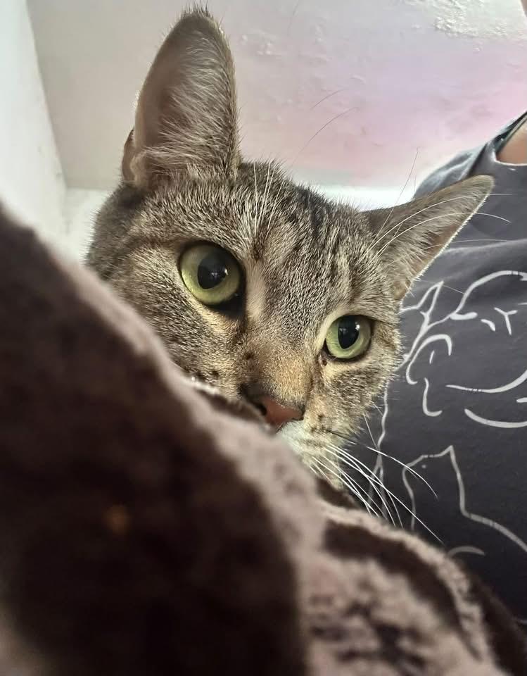 Enlarge Bubble , a Adoptable Domestic Short Hair in Detroit, MI image 3/3