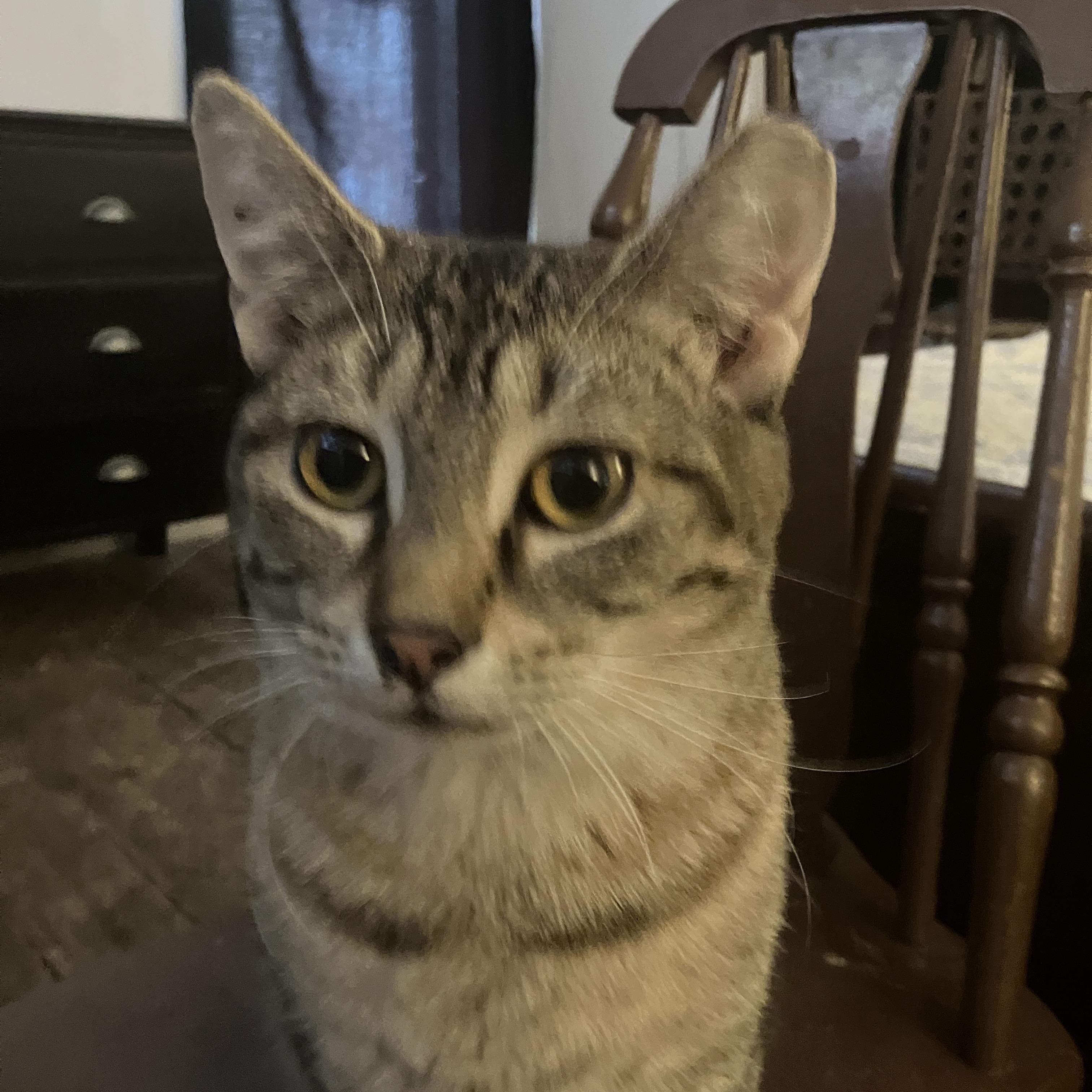 Bubble , a ADOPTABLE Domestic Short Hair in Detroit, MI image 2/2