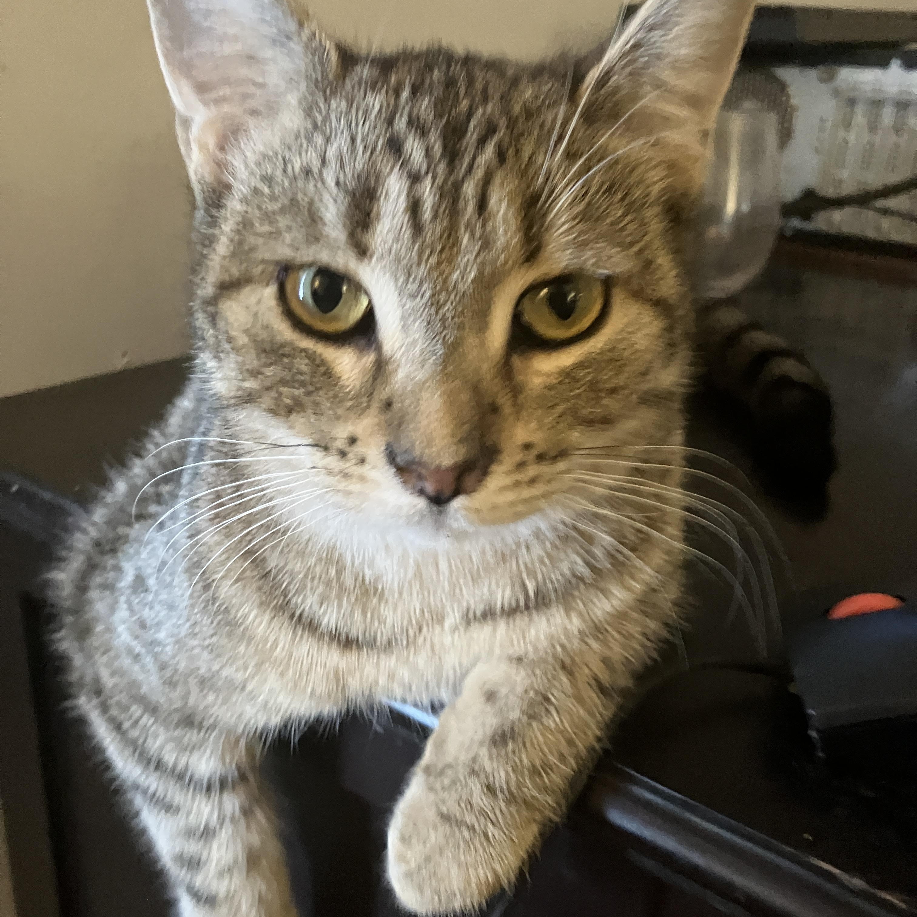 Bubble , ADOPTABLE, Young Male Domestic Short Hair.