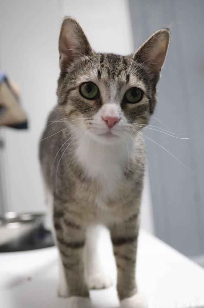 Enlarge Clover, a Adoptable mixed breed in Warren, MI image 1/6